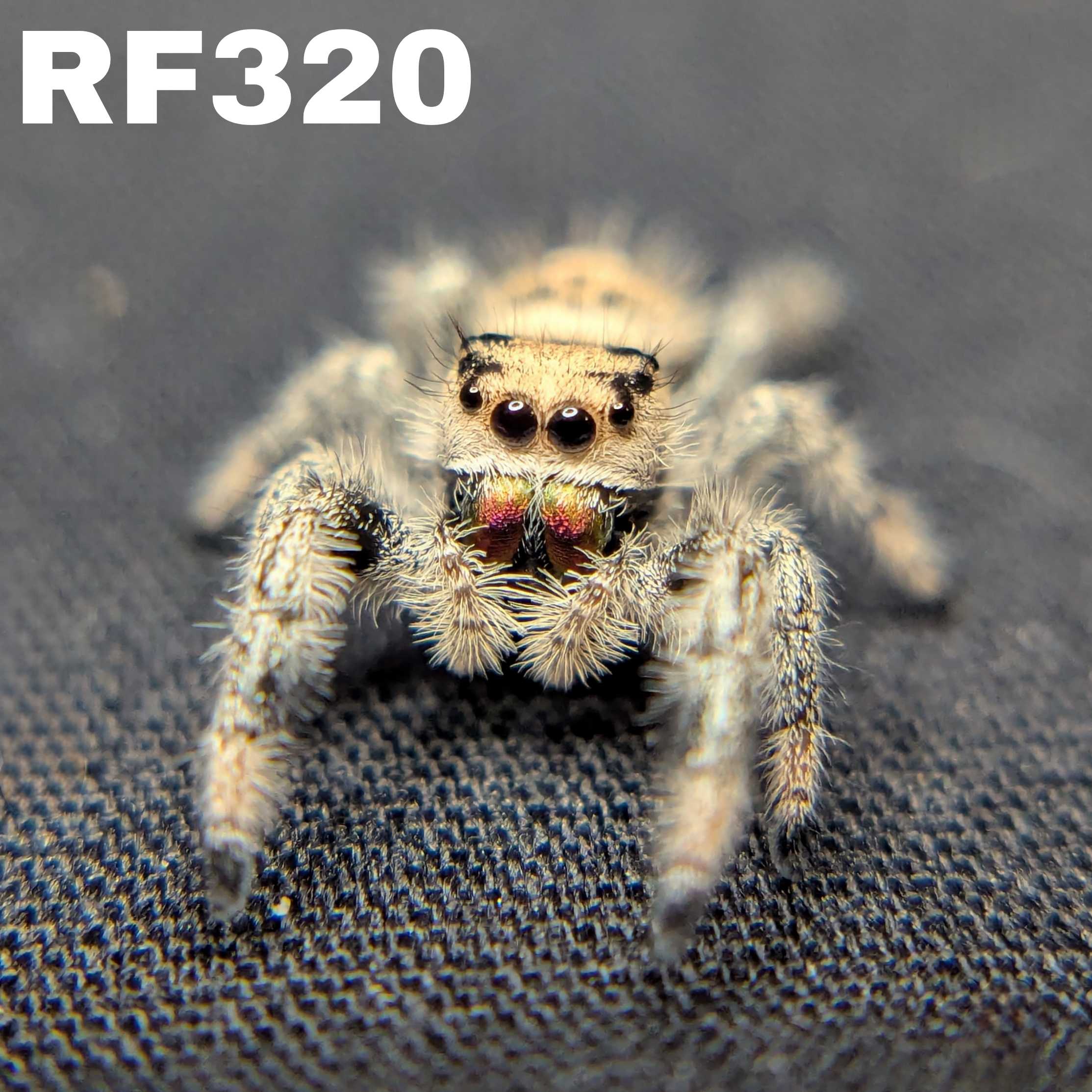 Regal Jumping Spider "Candy"