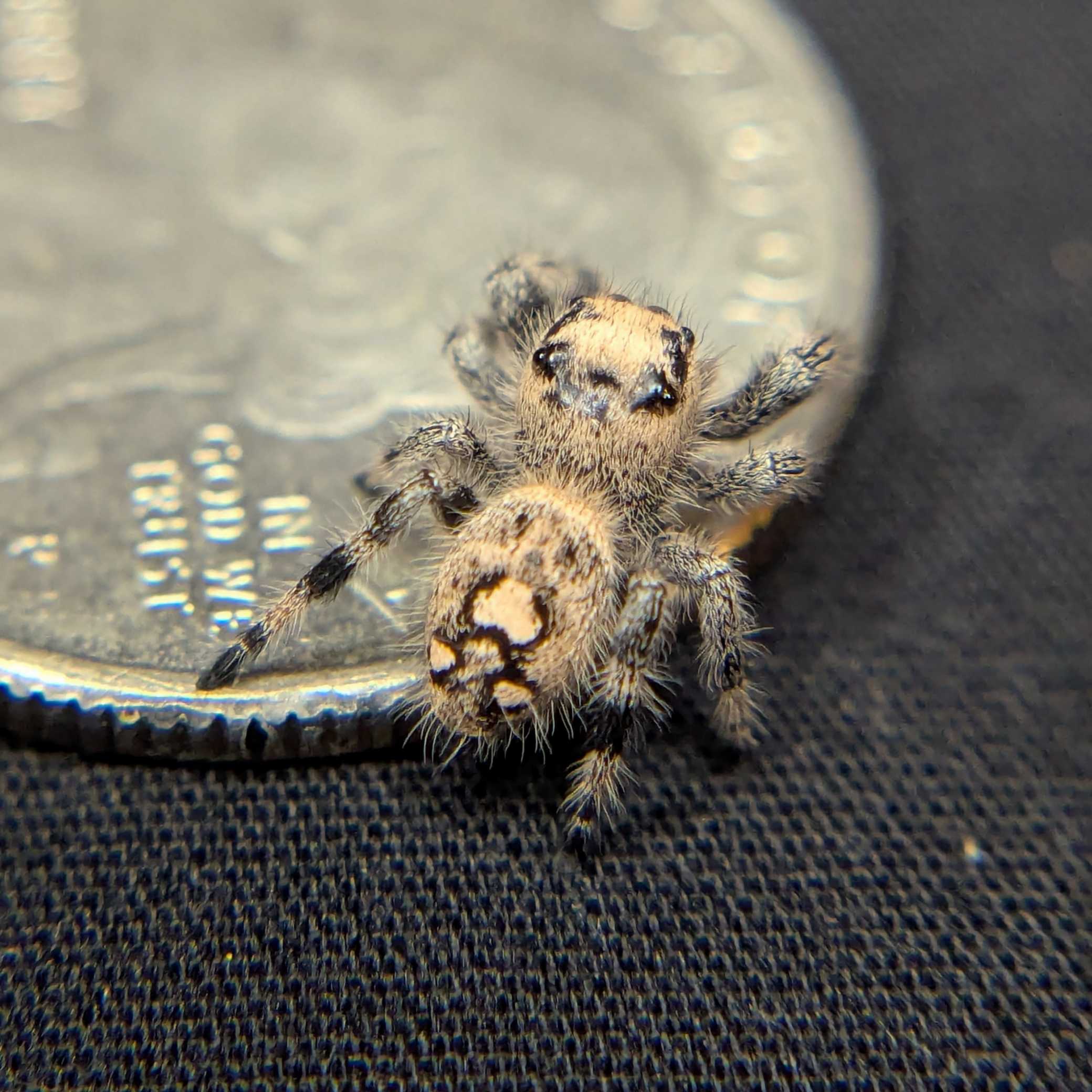 Regal Jumping Spider "Candy"