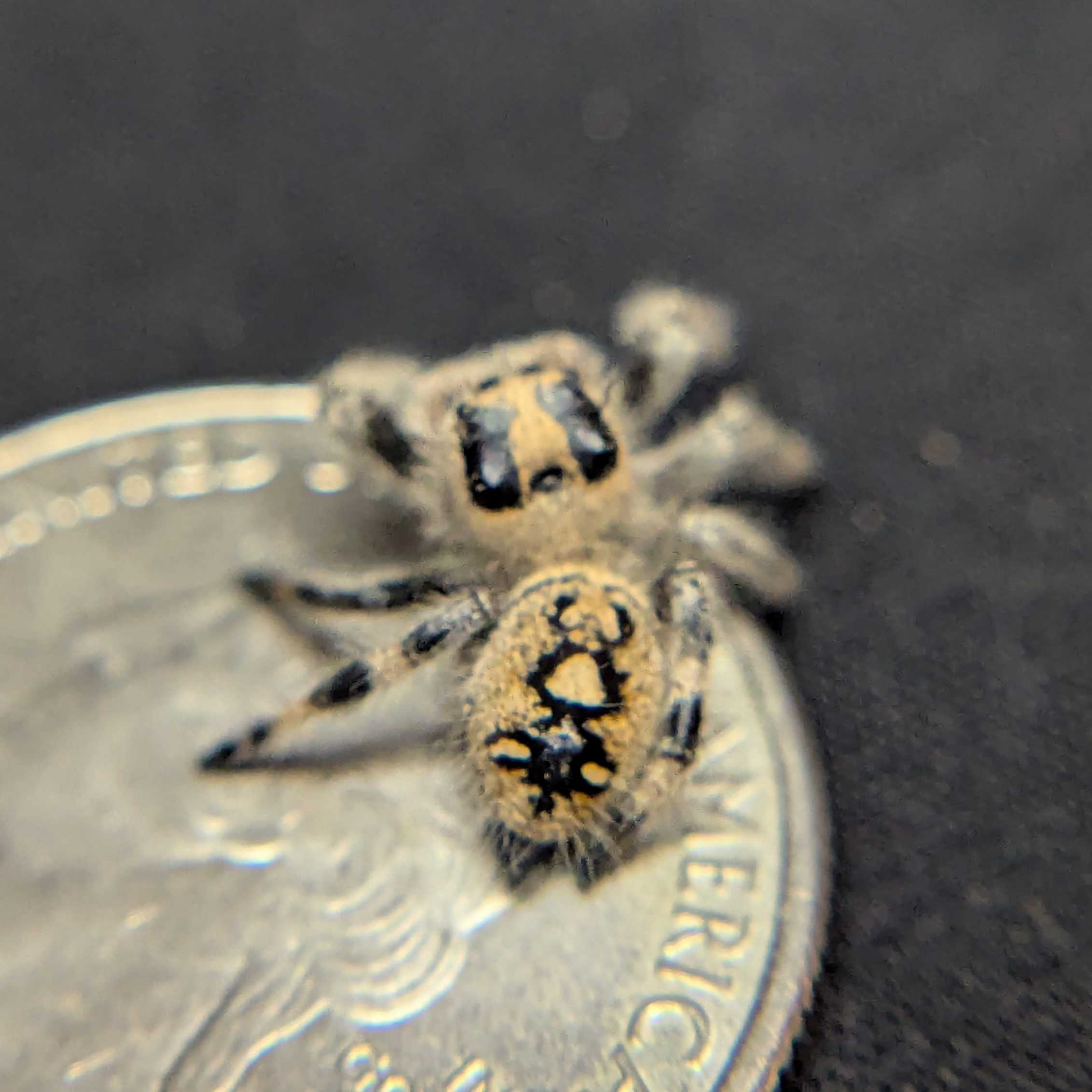 Regal Jumping Spider "Gelato"