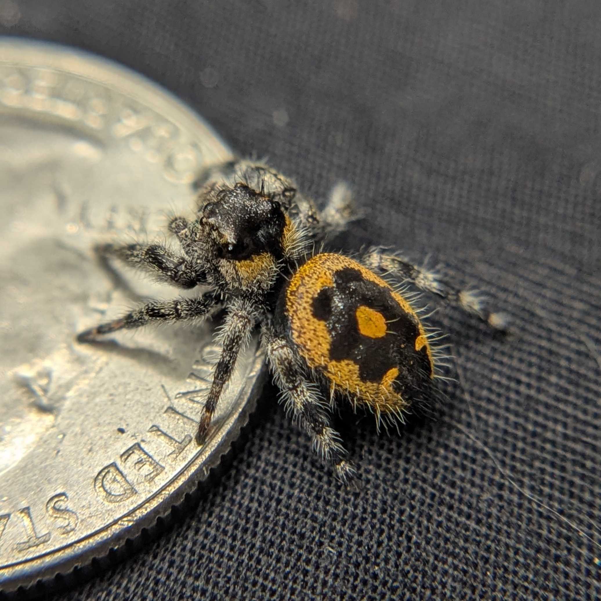 Audax Bryantae Jumping Spider “Jack-O’-Lantern”