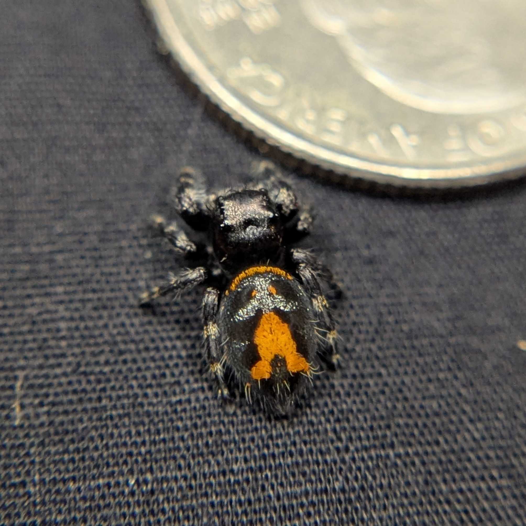 Audax Bryantae Jumping Spider “Pumpkin King”