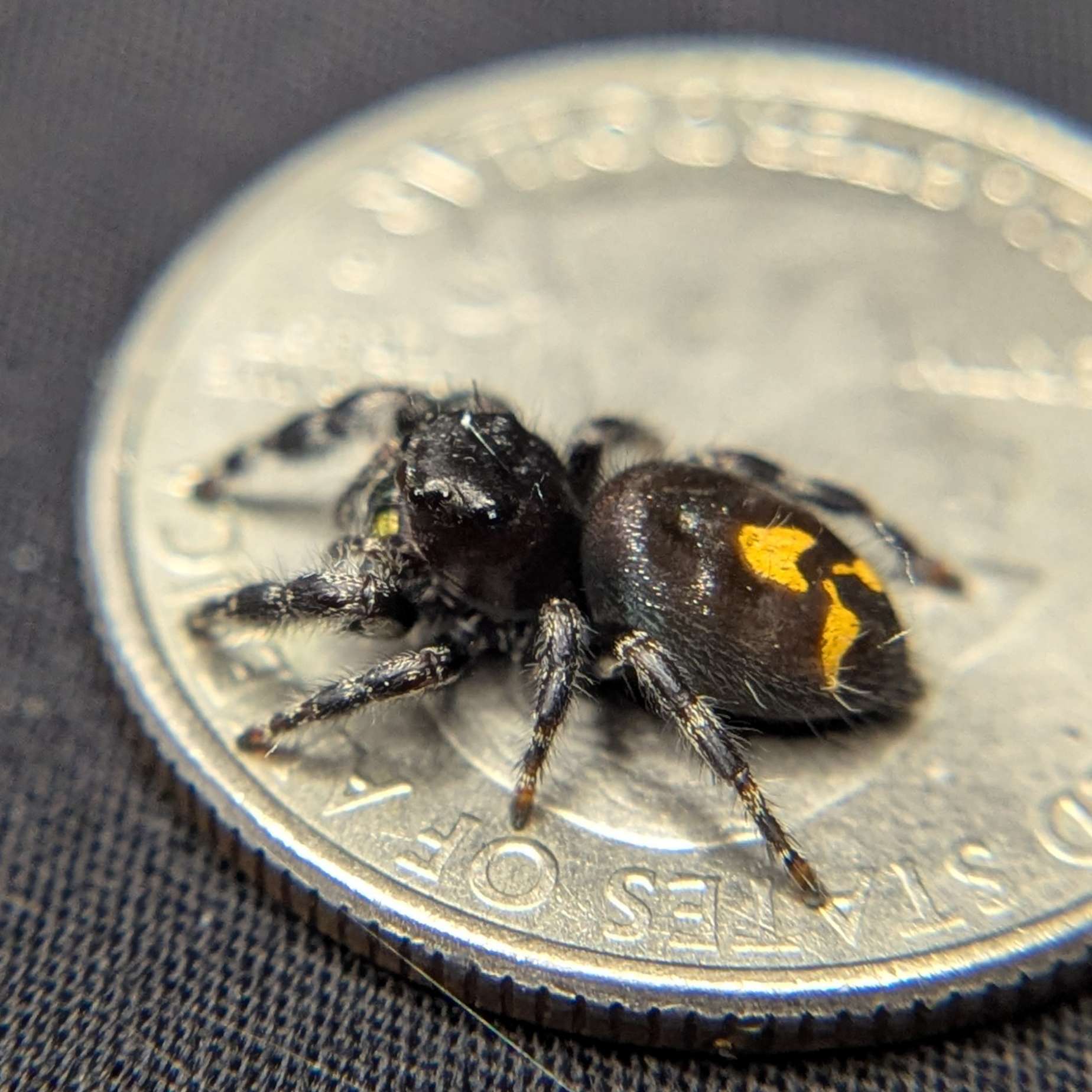 Audax Bryantae Jumping Spider “Scarecrow”