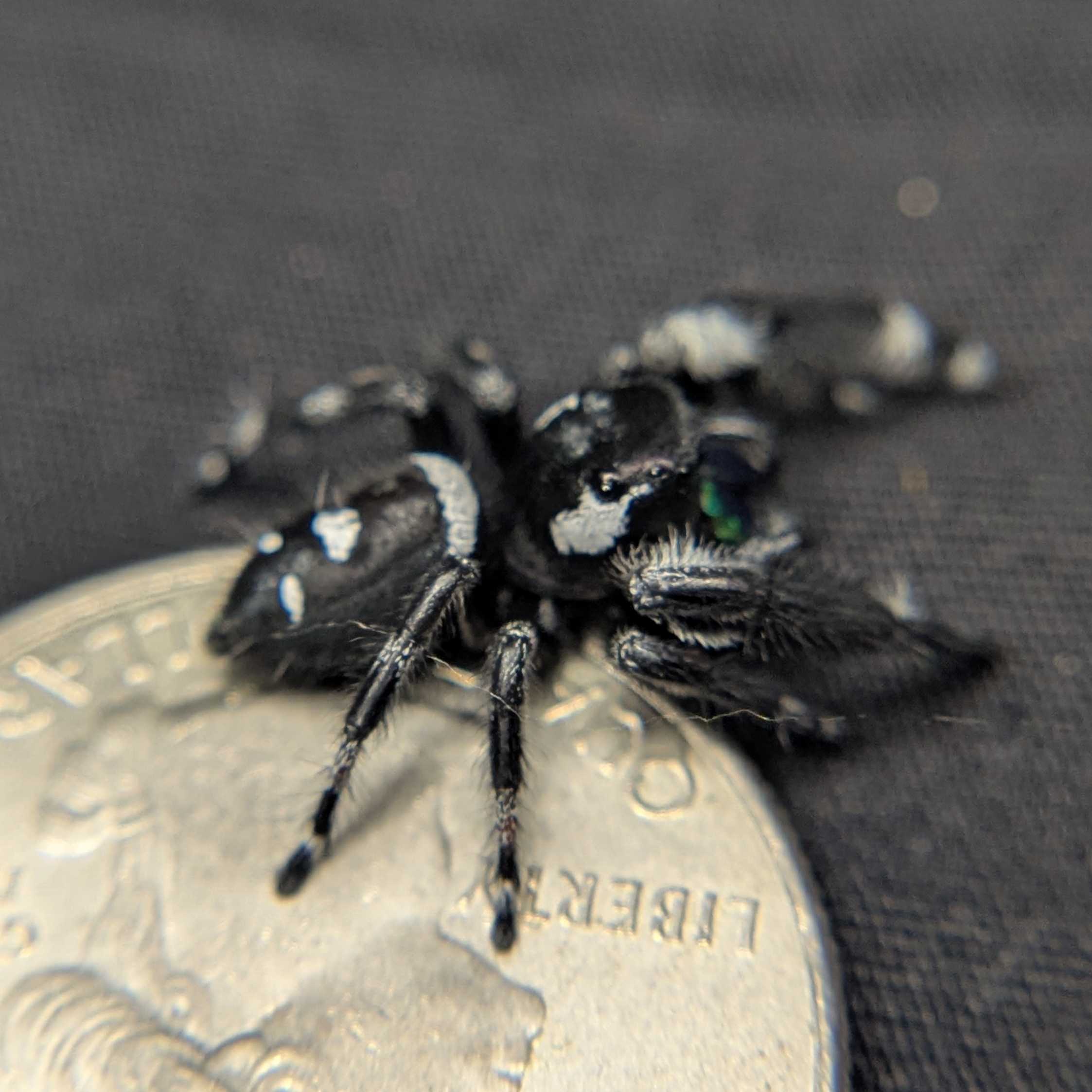 (Apalachicola Locale) Regal Jumping Spider “Phantom”
