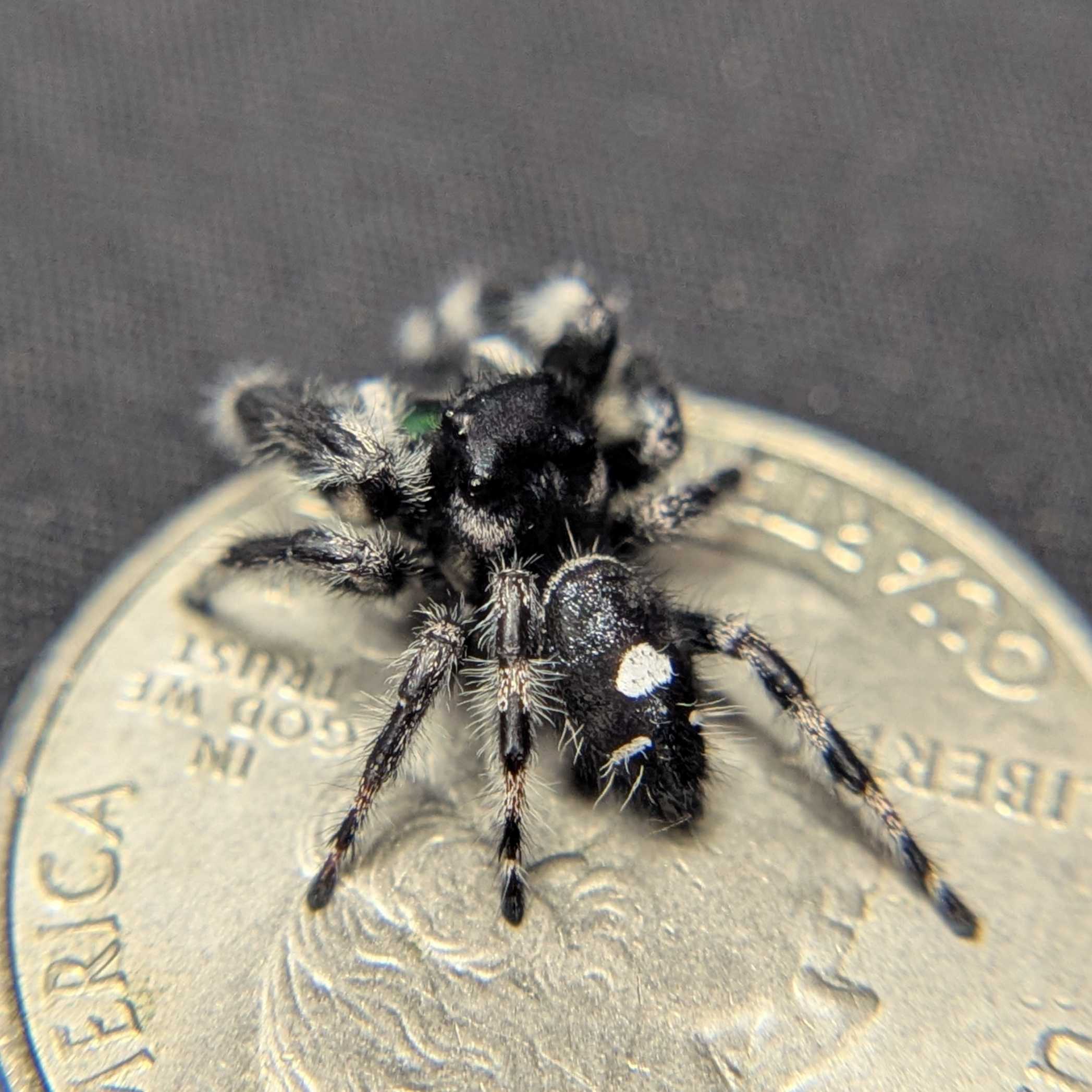 (Apalachicola Locale) Regal Jumping Spider “Beetlejuice”
