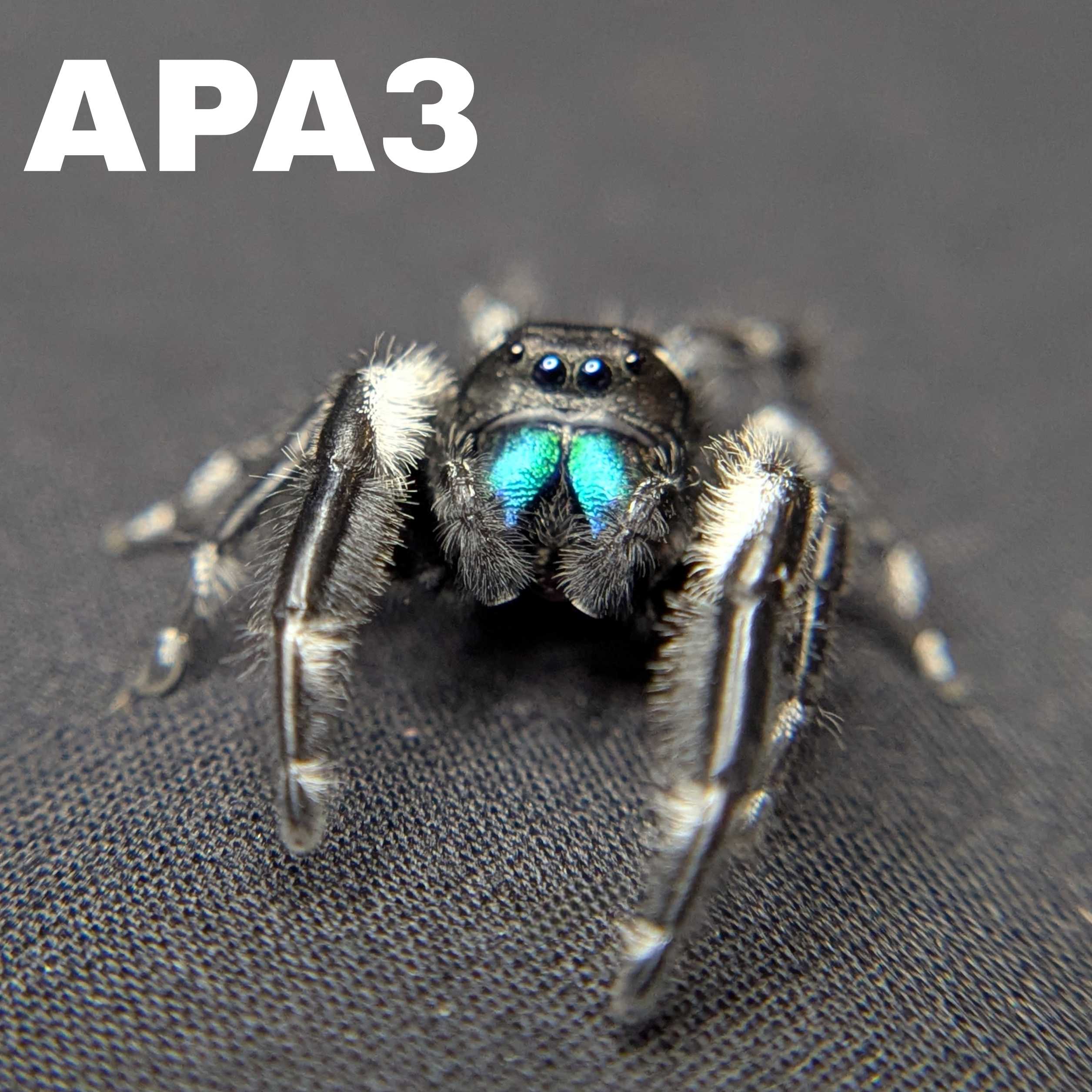 (Apalachicola Locale) Regal Jumping Spider “Hades”