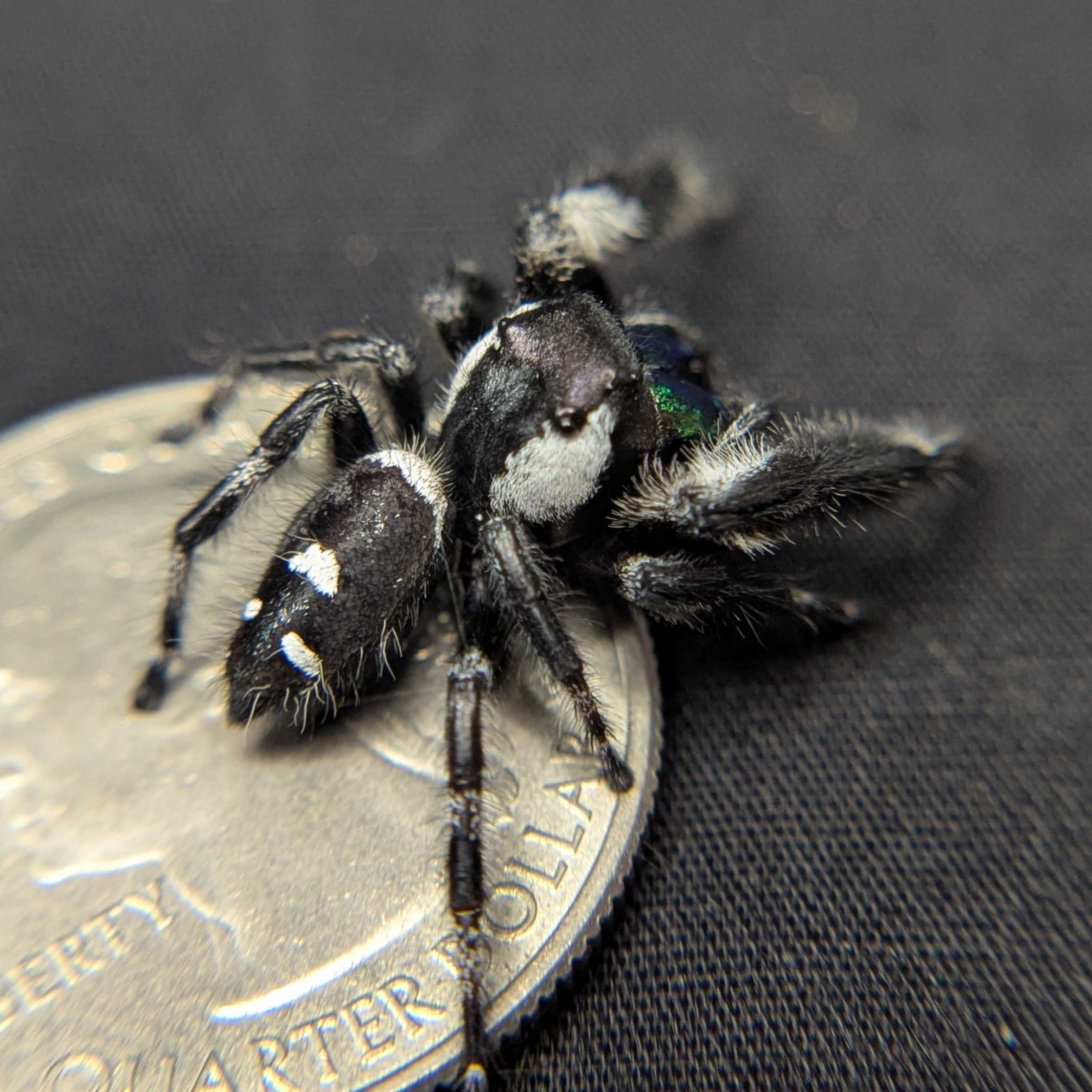 (Apalachicola Locale) Regal Jumping Spider “Hades”