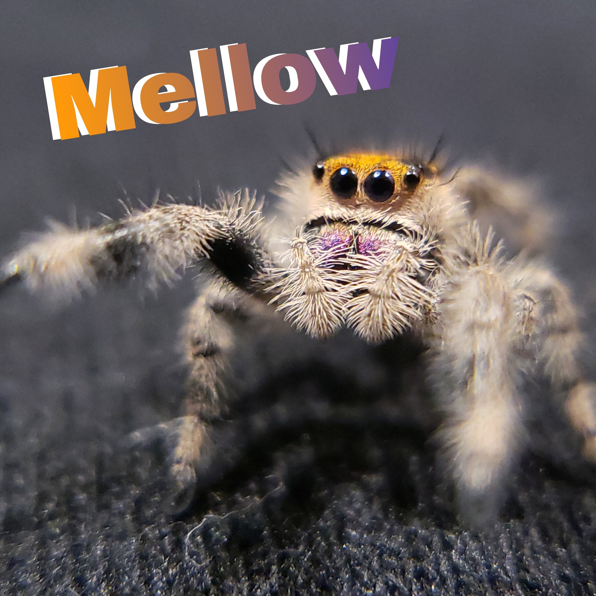 Regal Jumping Spider "Mellow" - Jumping Spiders For Sale - Spiders Source - #1 Regal Jumping Spider Store