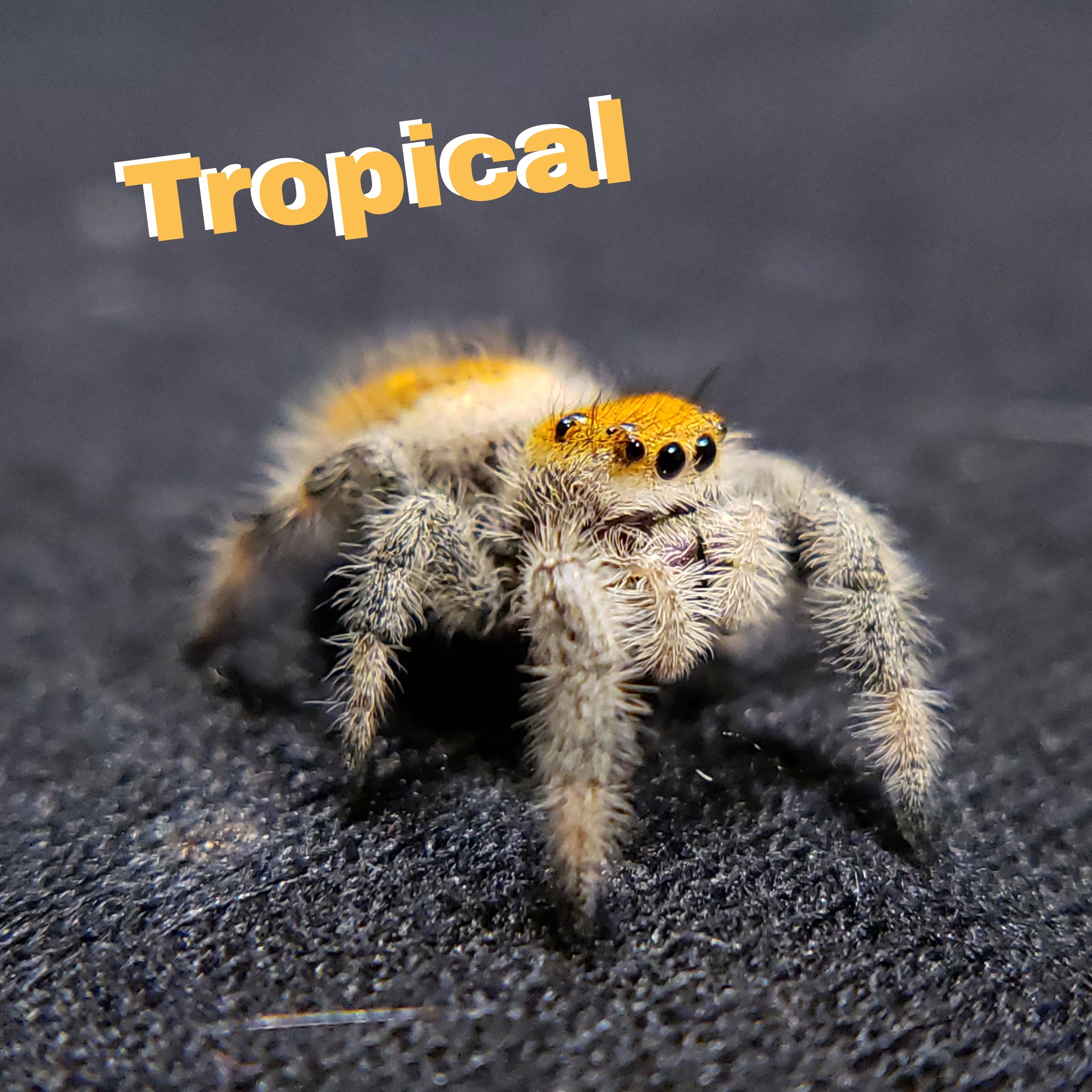 Tropical Regal Jumping Spider - Jumping Spiders For Sale - Spiders Source - #1 Regal Jumping Spider Store