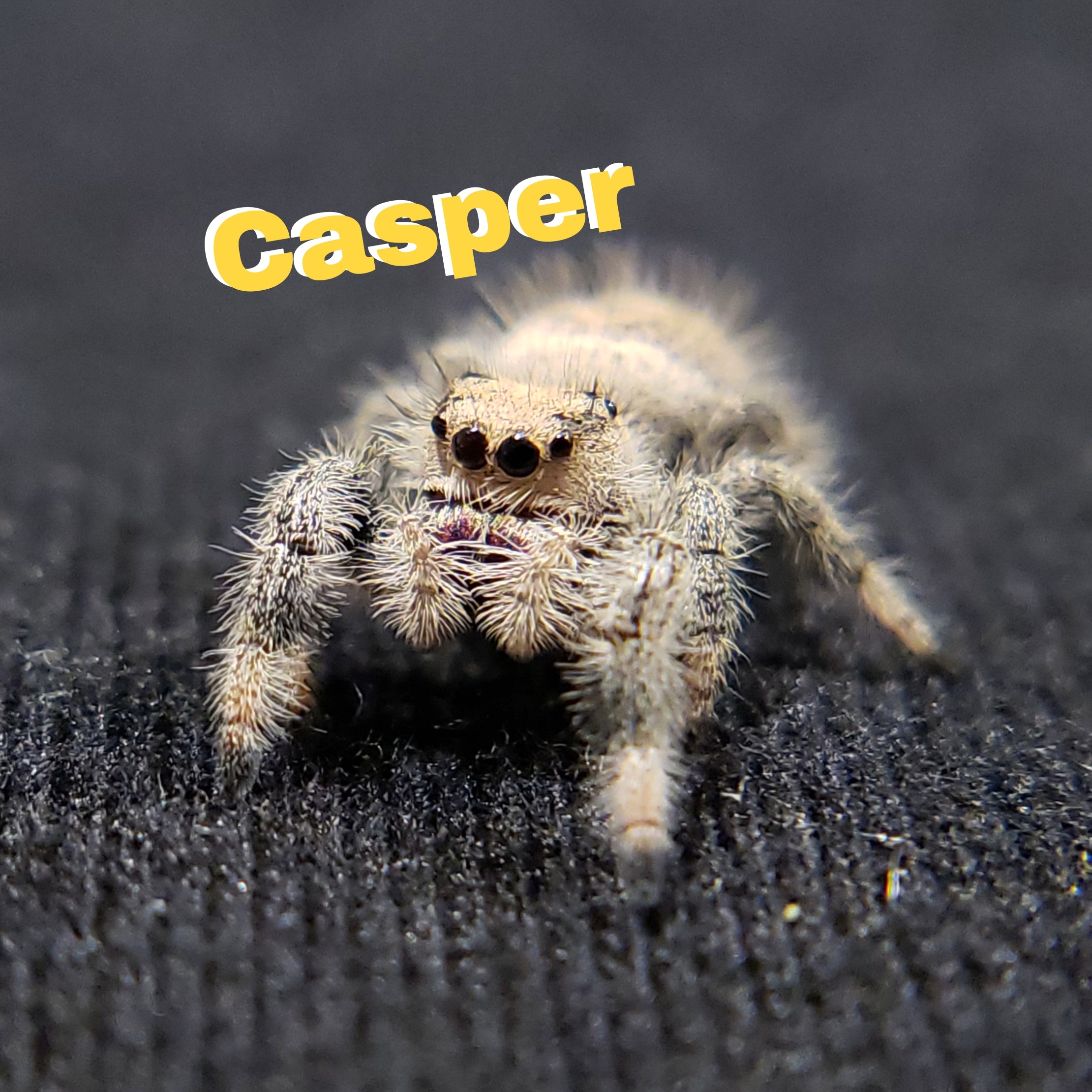 Regal Jumping Spider "Casper" - Jumping Spiders For Sale - Spiders Source - #1 Regal Jumping Spider Store