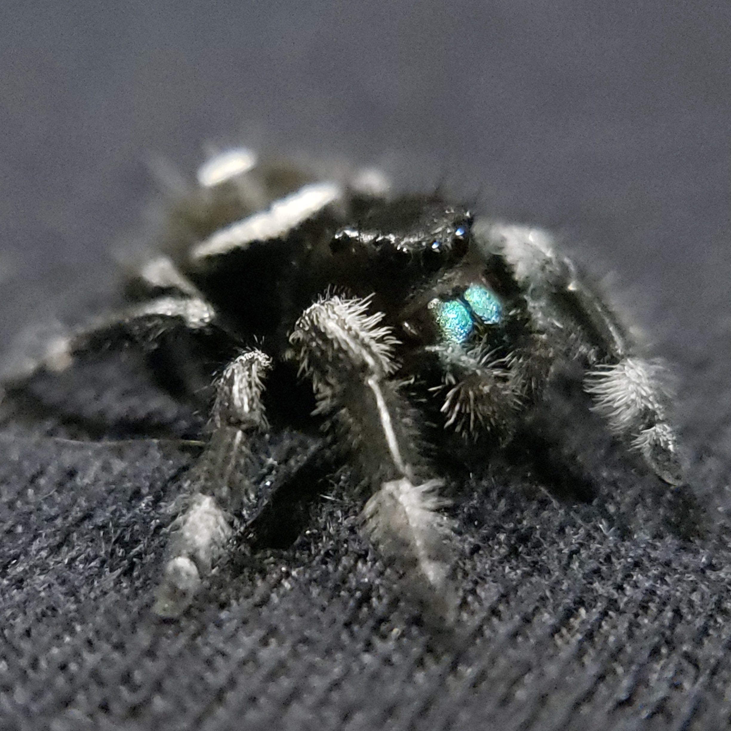 Emerald Regal Jumping Spider - Jumping Spiders For Sale - Spiders Source - #1 Regal Jumping Spider Store