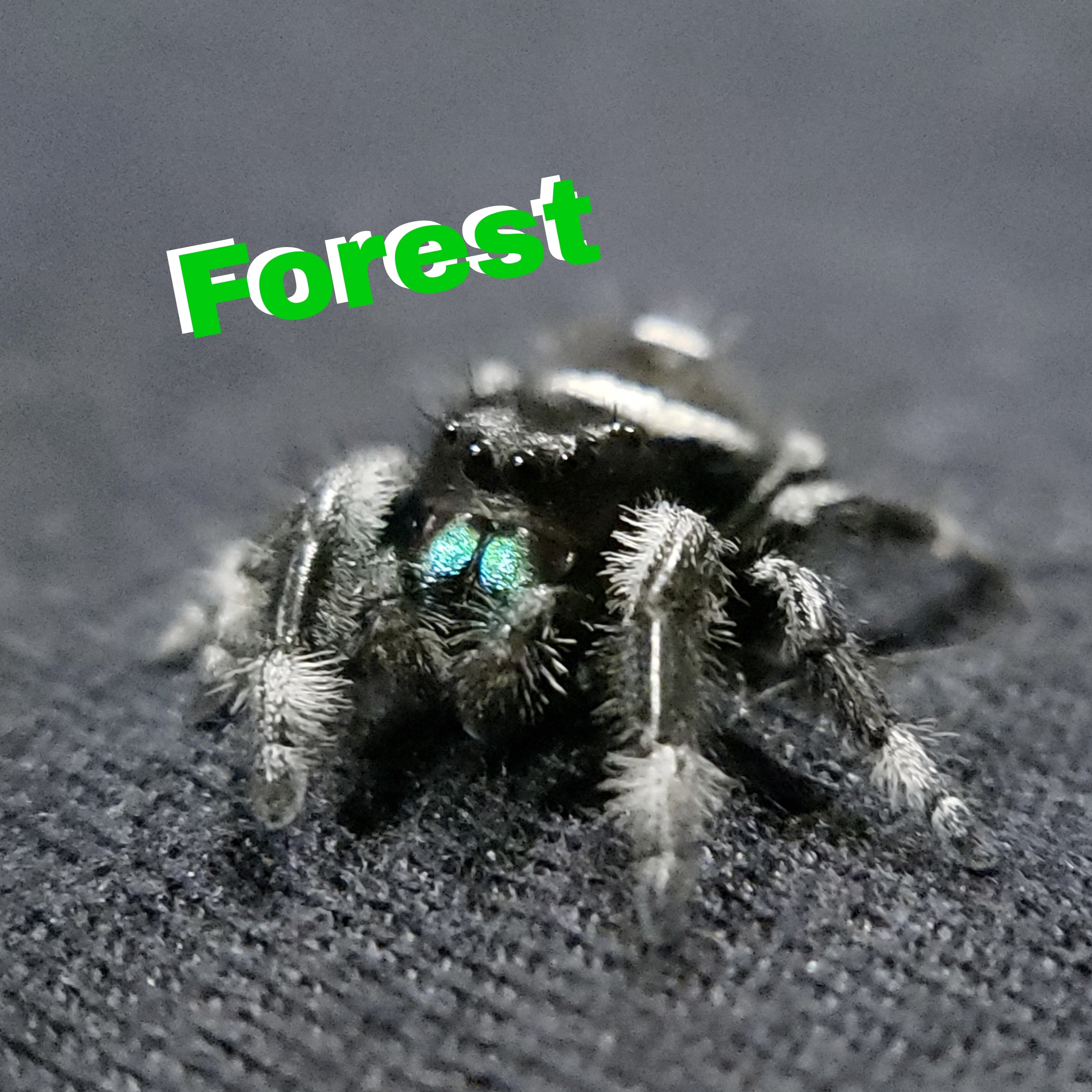 Emerald Regal Jumping Spider - Jumping Spiders For Sale - Spiders Source - #1 Regal Jumping Spider Store