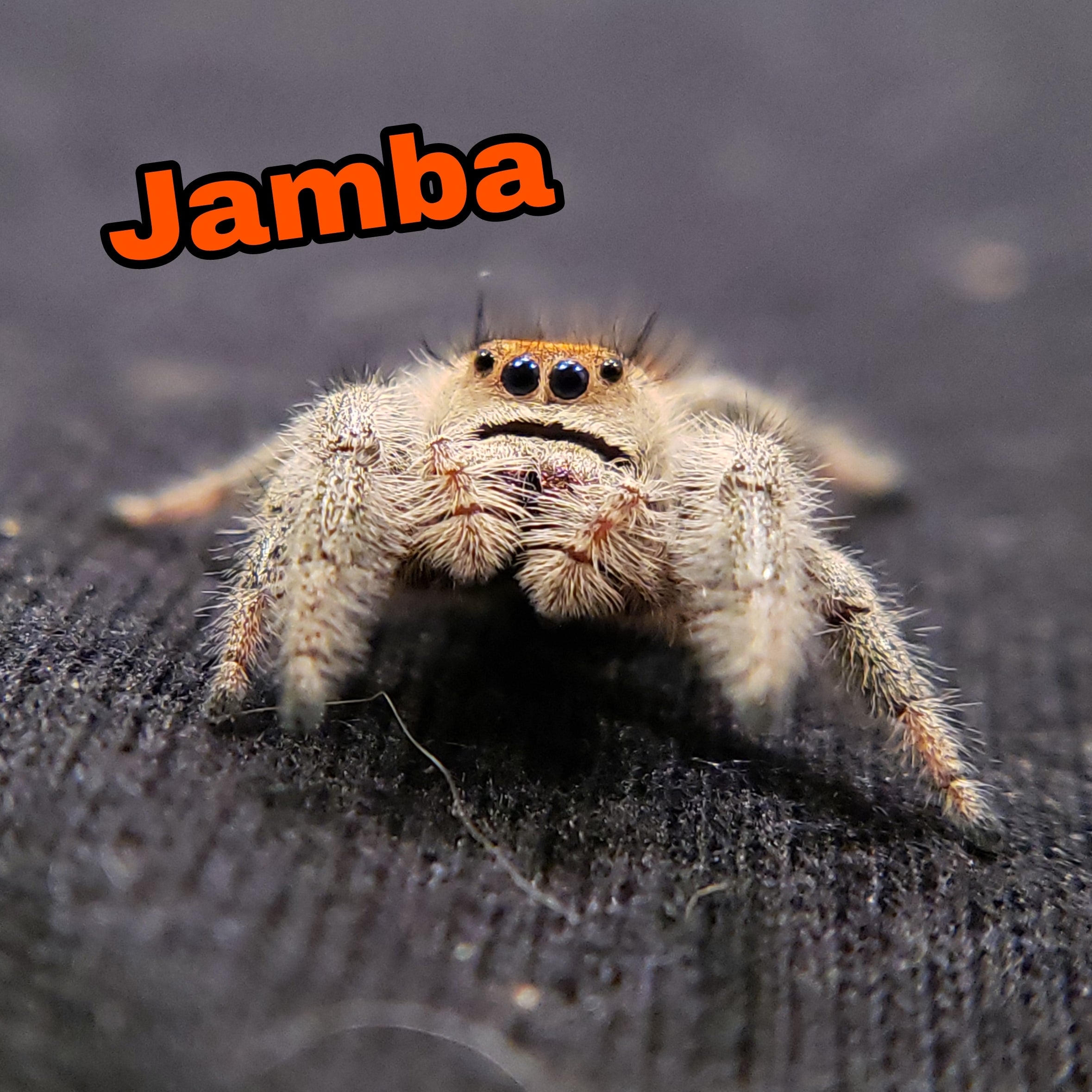 Tropical Regal Jumping Spider - Jumping Spiders For Sale - Spiders Source - #1 Regal Jumping Spider Store