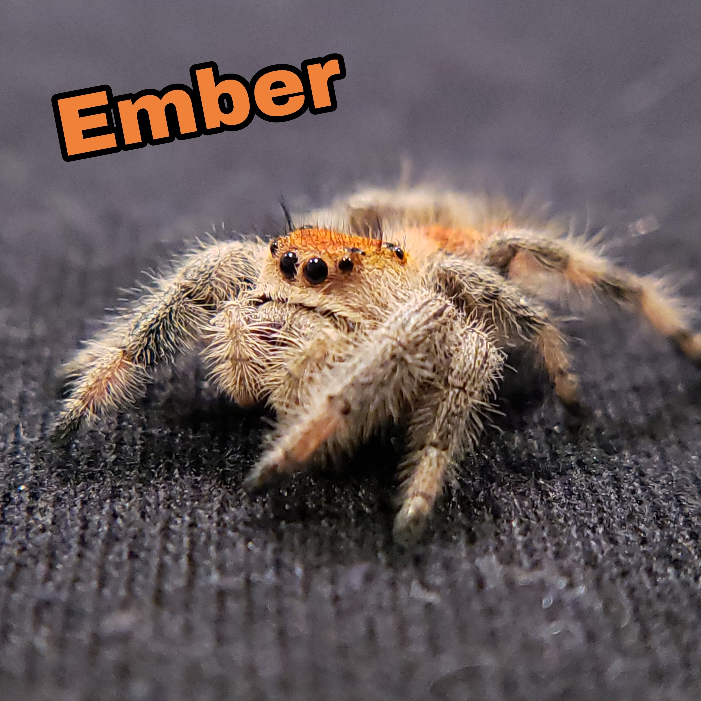 Tropical Regal Jumping Spider - Jumping Spiders For Sale - Spiders Source - #1 Regal Jumping Spider Store