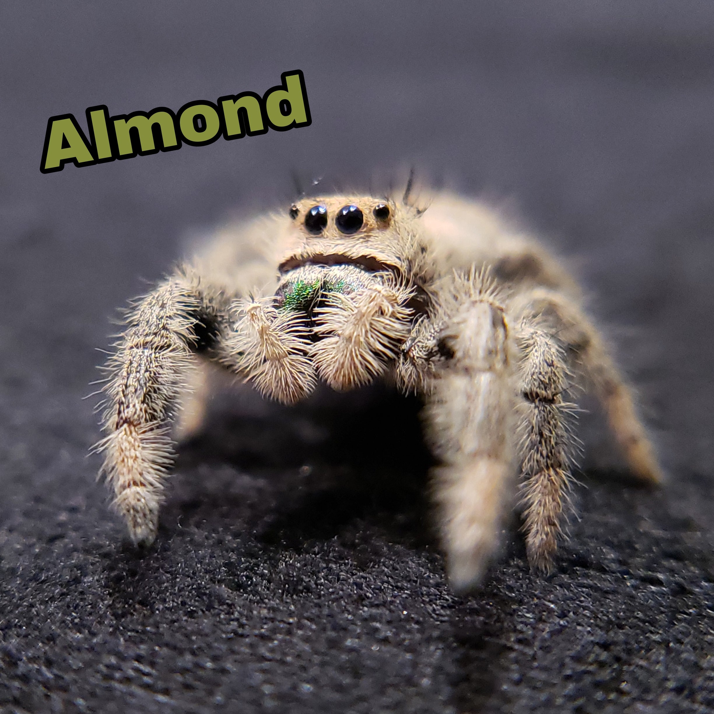 Vanilla Regal Jumping Spider - Jumping Spiders For Sale - Spiders Source - #1 Regal Jumping Spider Store