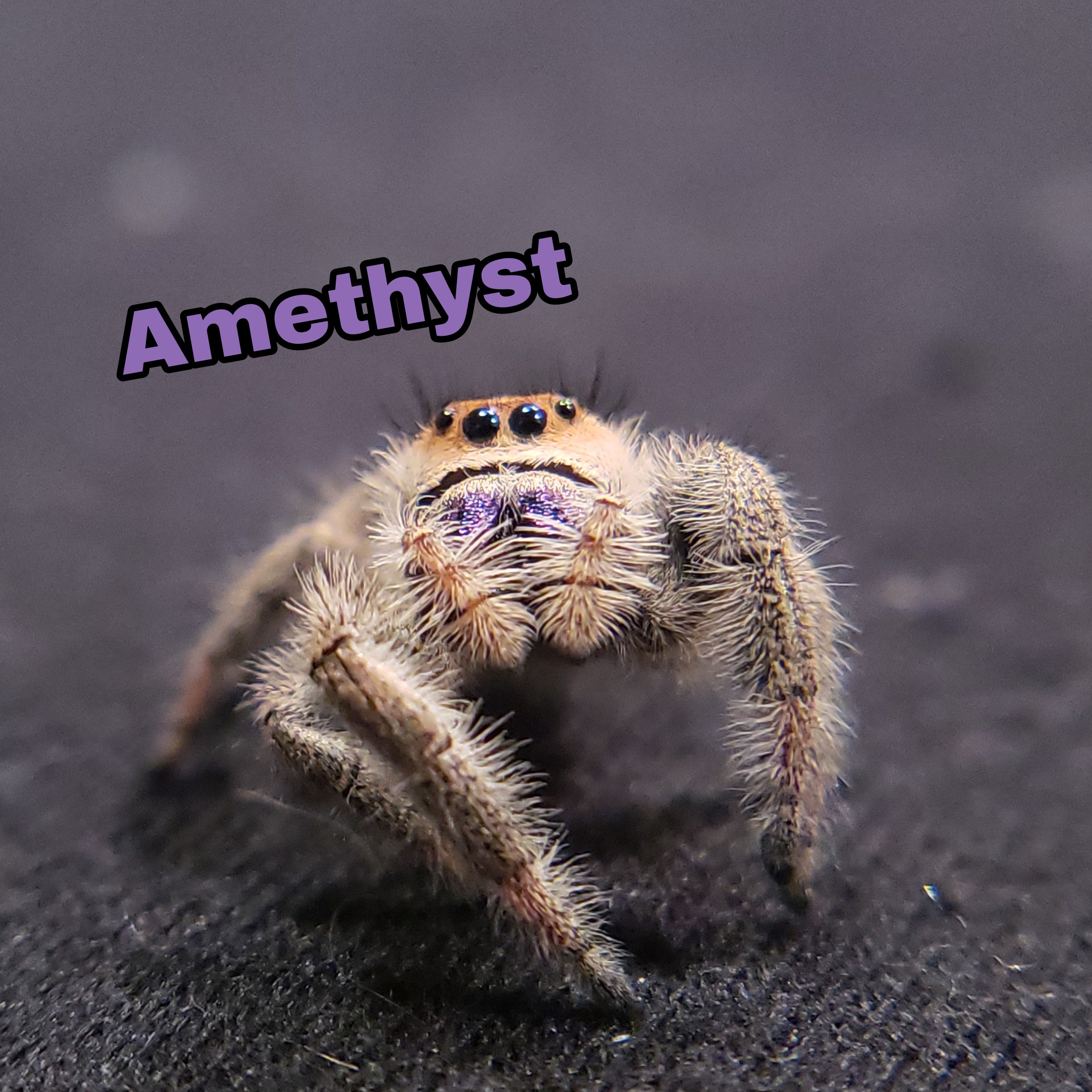 Regal Jumping Spider "Amethyst" - Jumping Spiders For Sale - Spiders Source - #1 Regal Jumping Spider Store