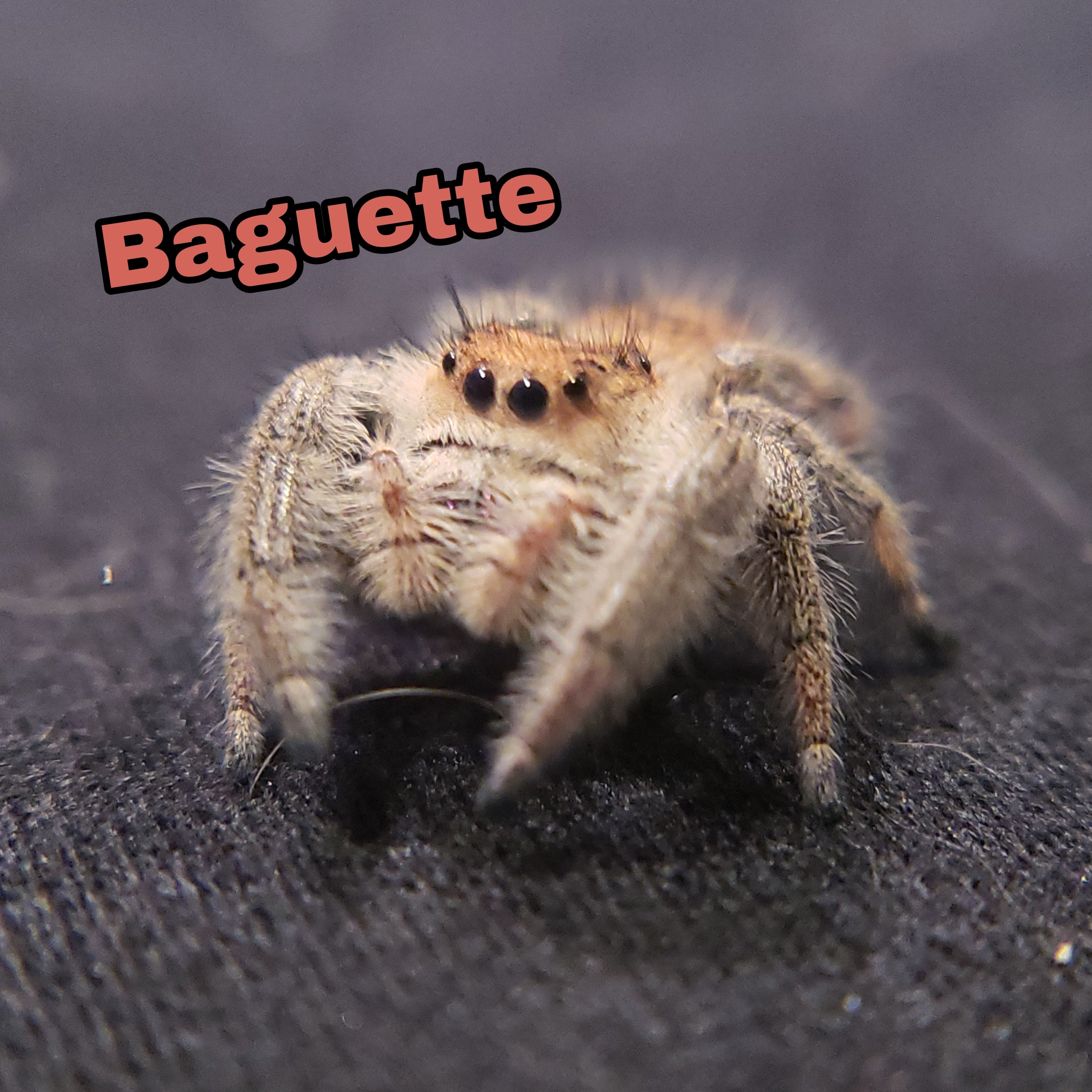 Regal Jumping Spider "Baguette" - Jumping Spiders For Sale - Spiders Source - #1 Regal Jumping Spider Store