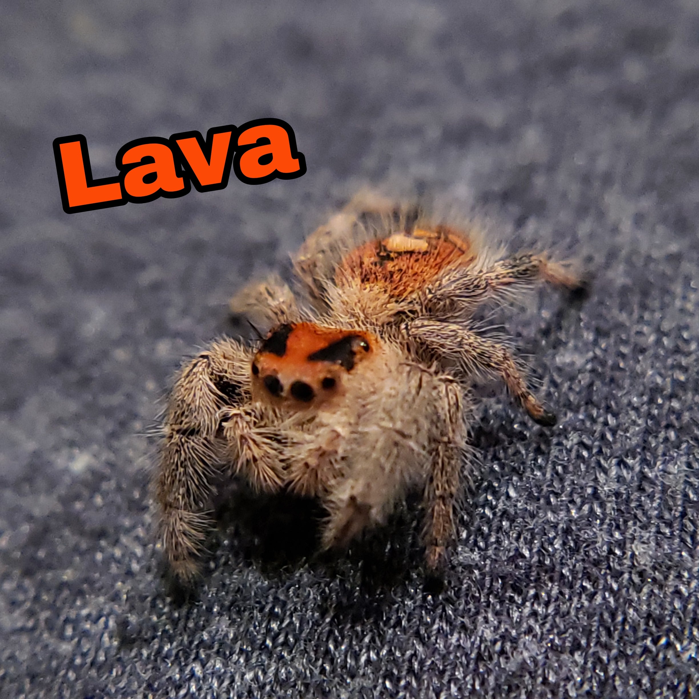 Regal Jumping Spider "Lava" - Jumping Spiders For Sale - Spiders Source - #1 Regal Jumping Spider Store