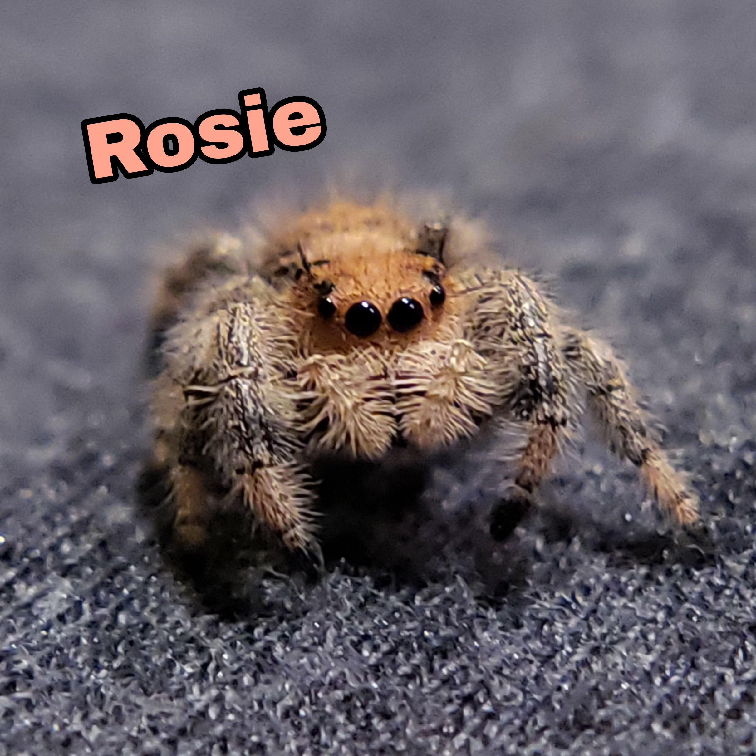 Regal Jumping Spider "Rosie" - Jumping Spiders For Sale - Spiders Source - #1 Regal Jumping Spider Store