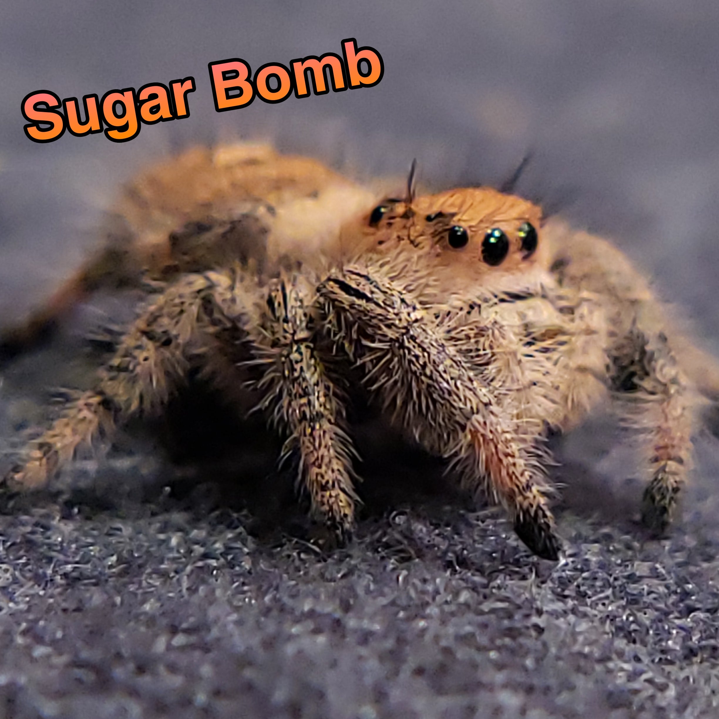 Jumping Spider For Sale, Sugar Bomb, Salticidae