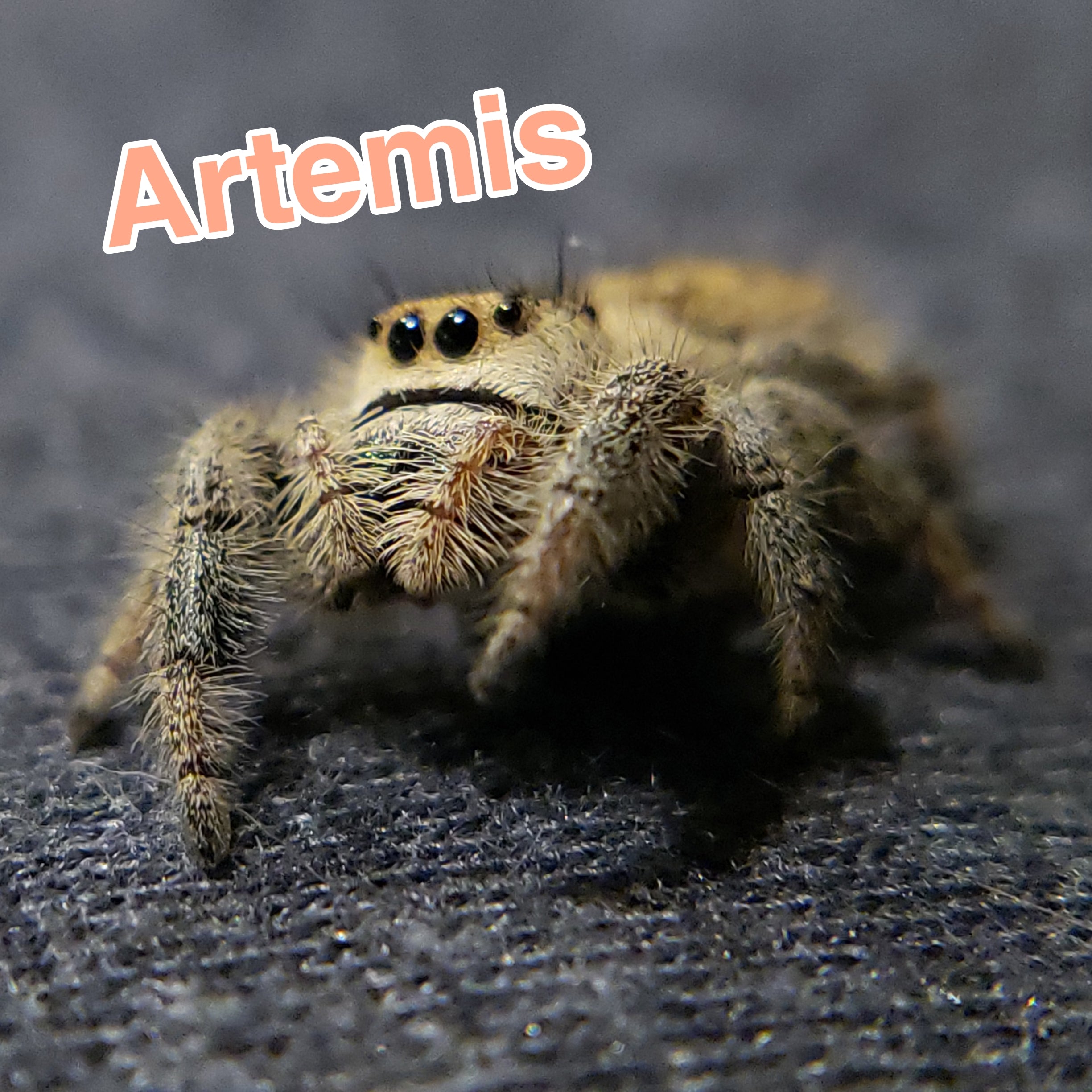 Jumping Spider For Sale, Artemis, Salticidae