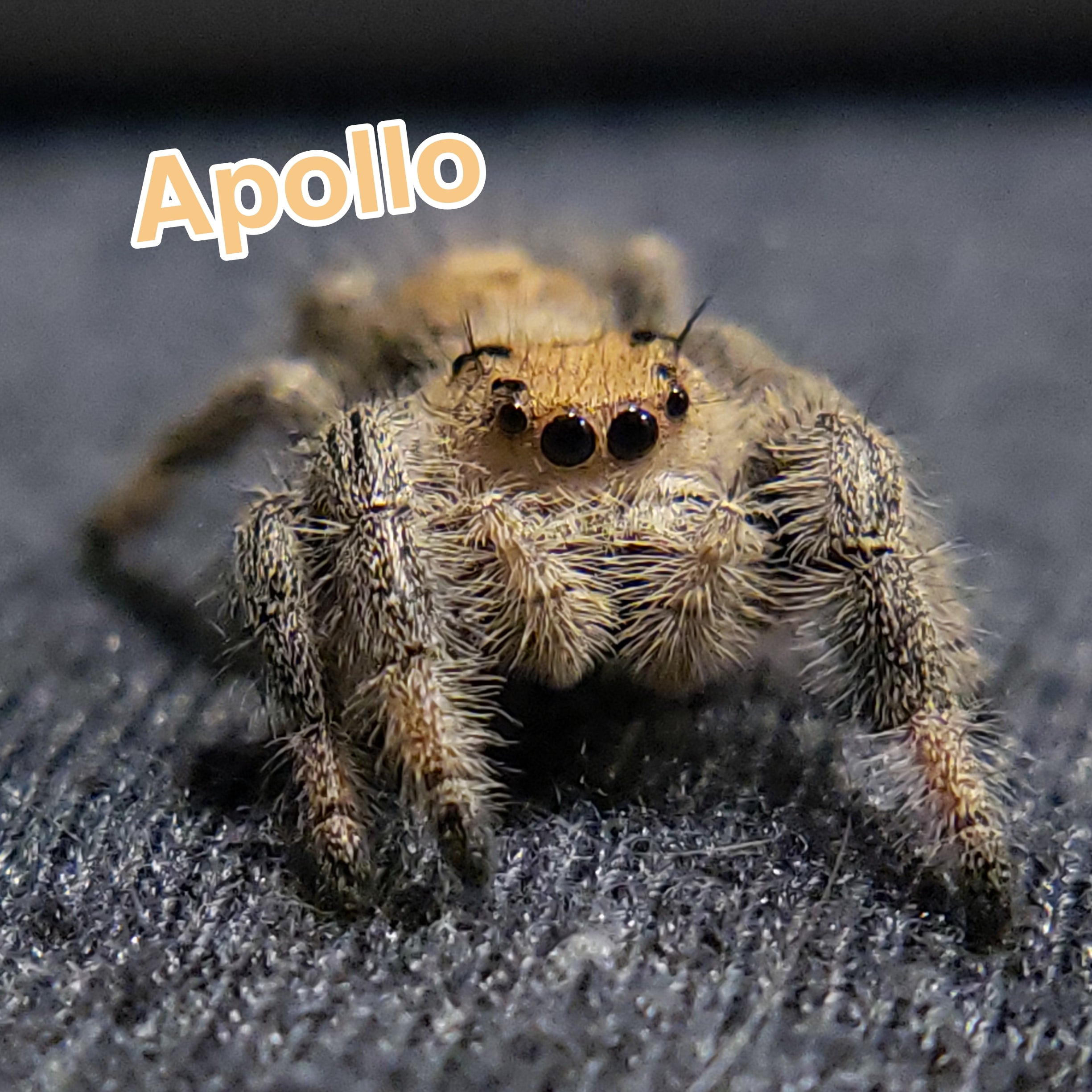 Jumping Spider For Sale, Apollo, Salticidae