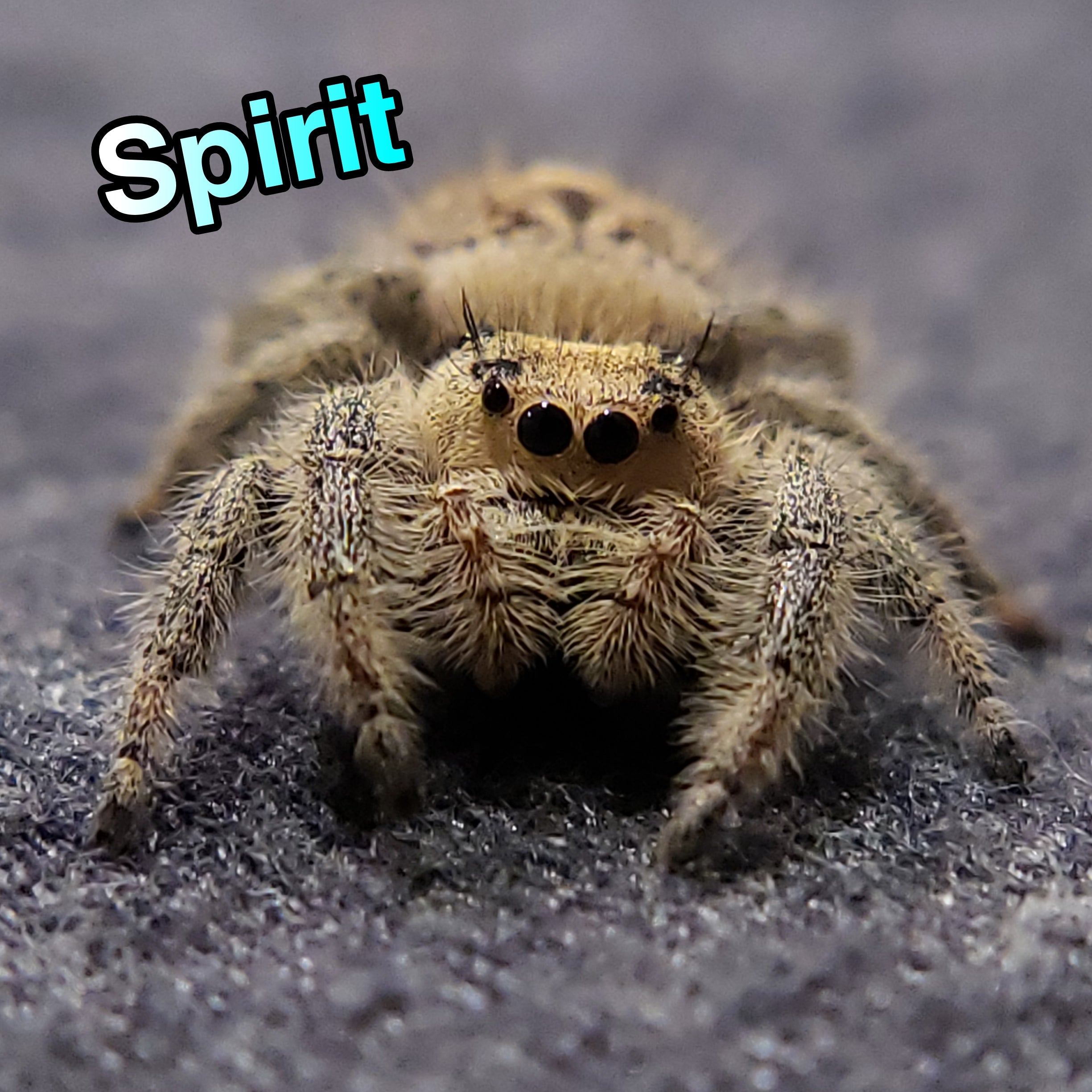 Regal Jumping Spider "Spirit"