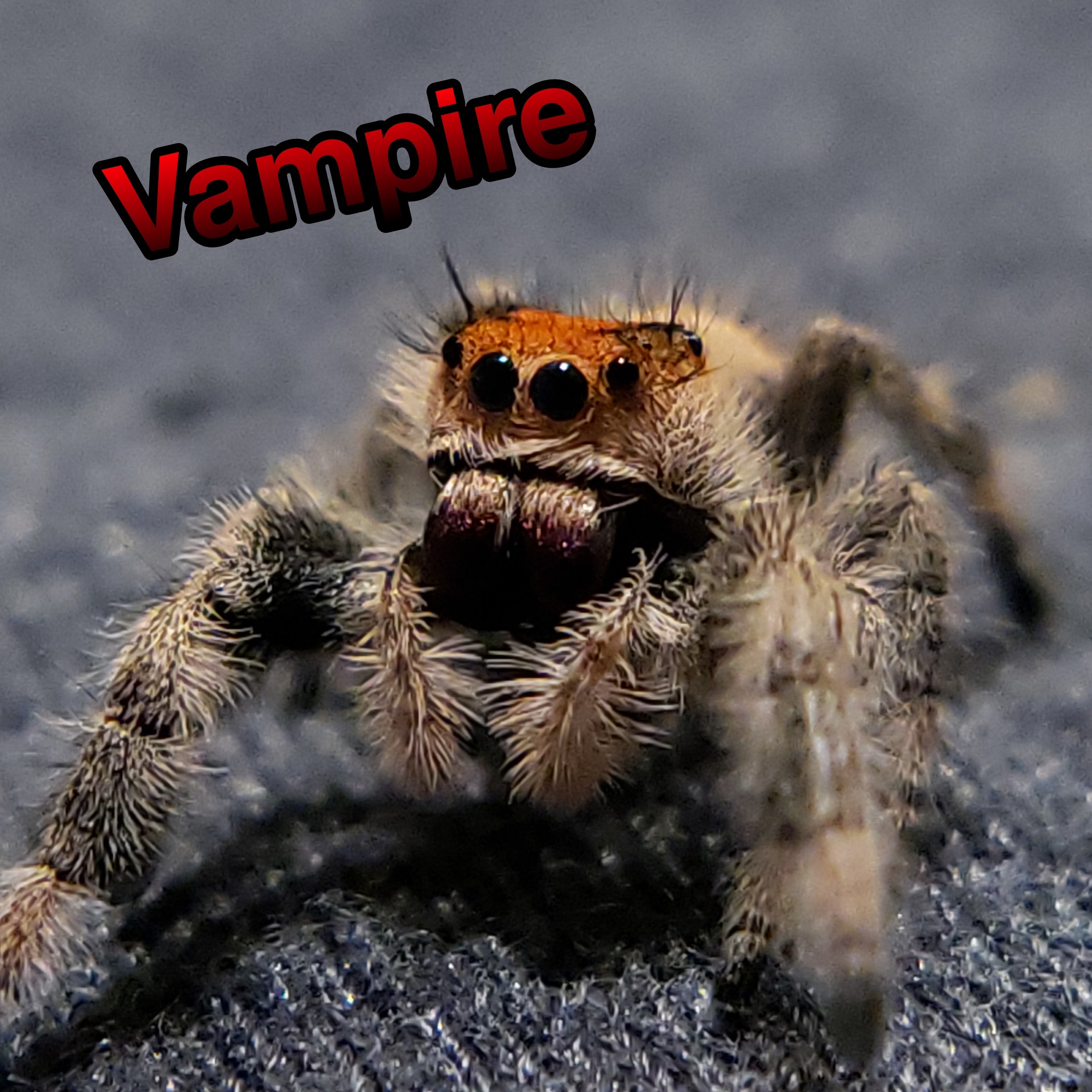 Regal Jumping Spider "Vampire"