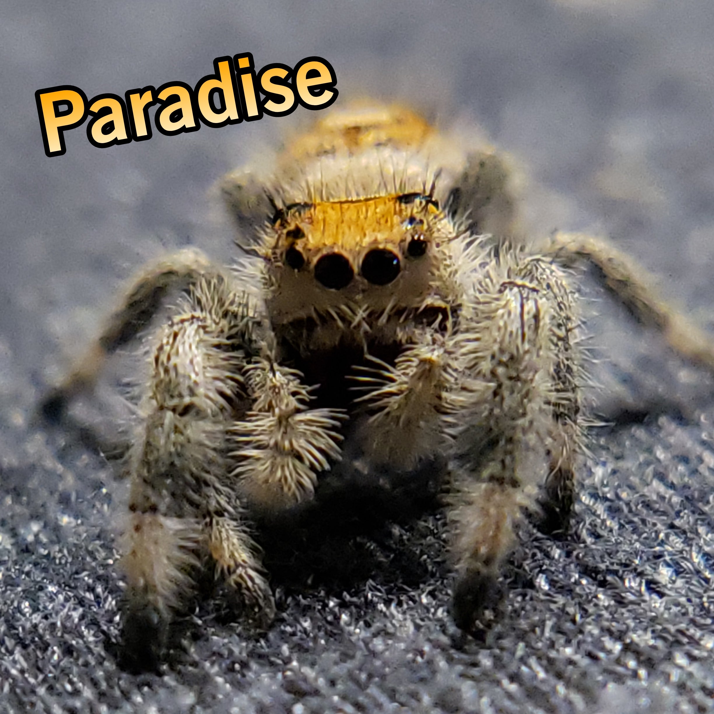 Paradise, regal, spider. jumping