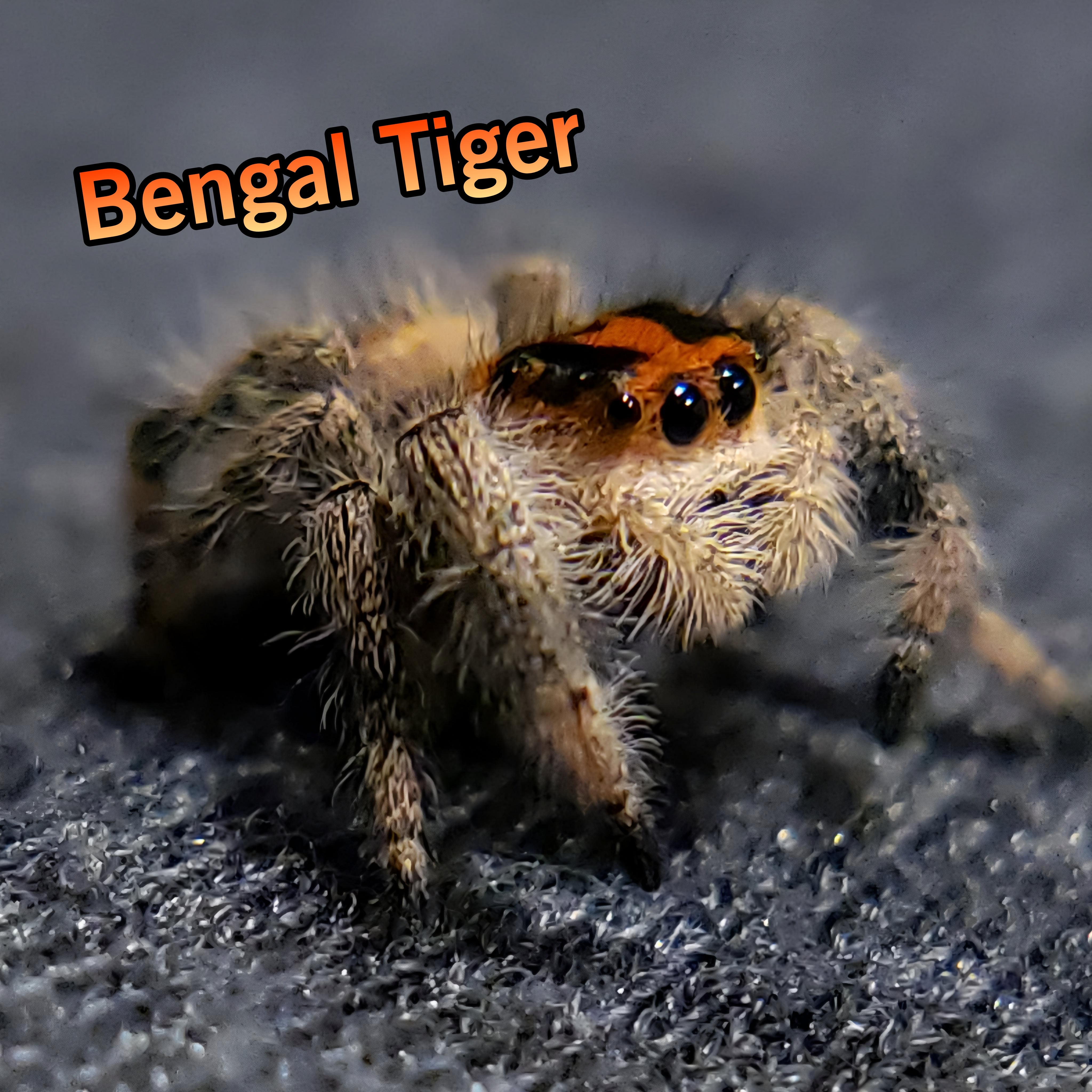 Regal Jumping Spider "Bengal Tiger"