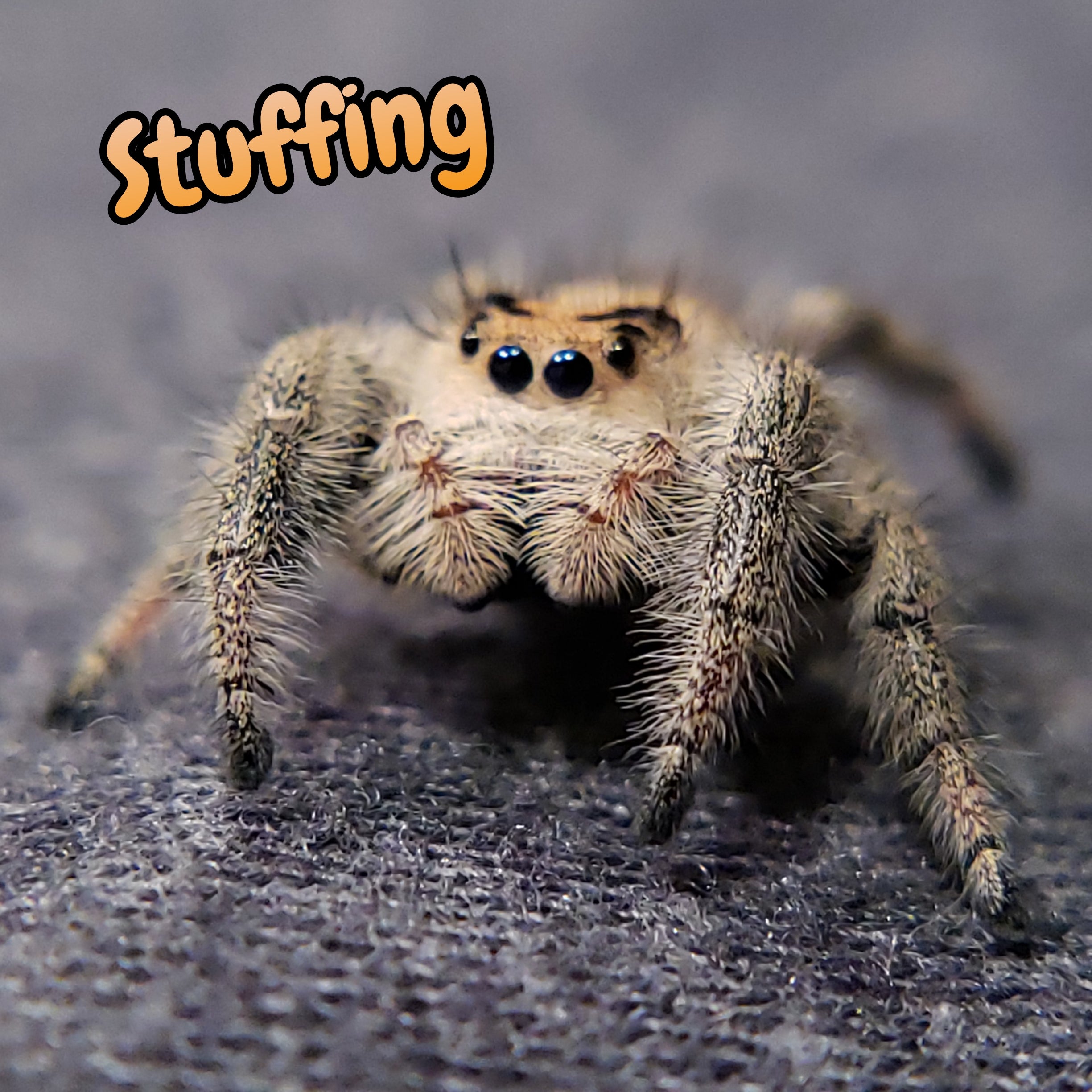 Jumping Spider, Regal