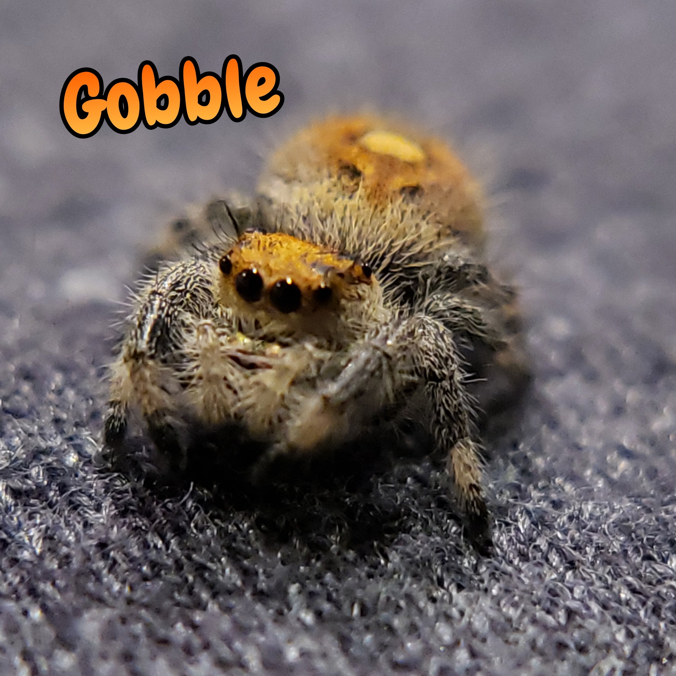 Regal Jumping Spider "Gobble"