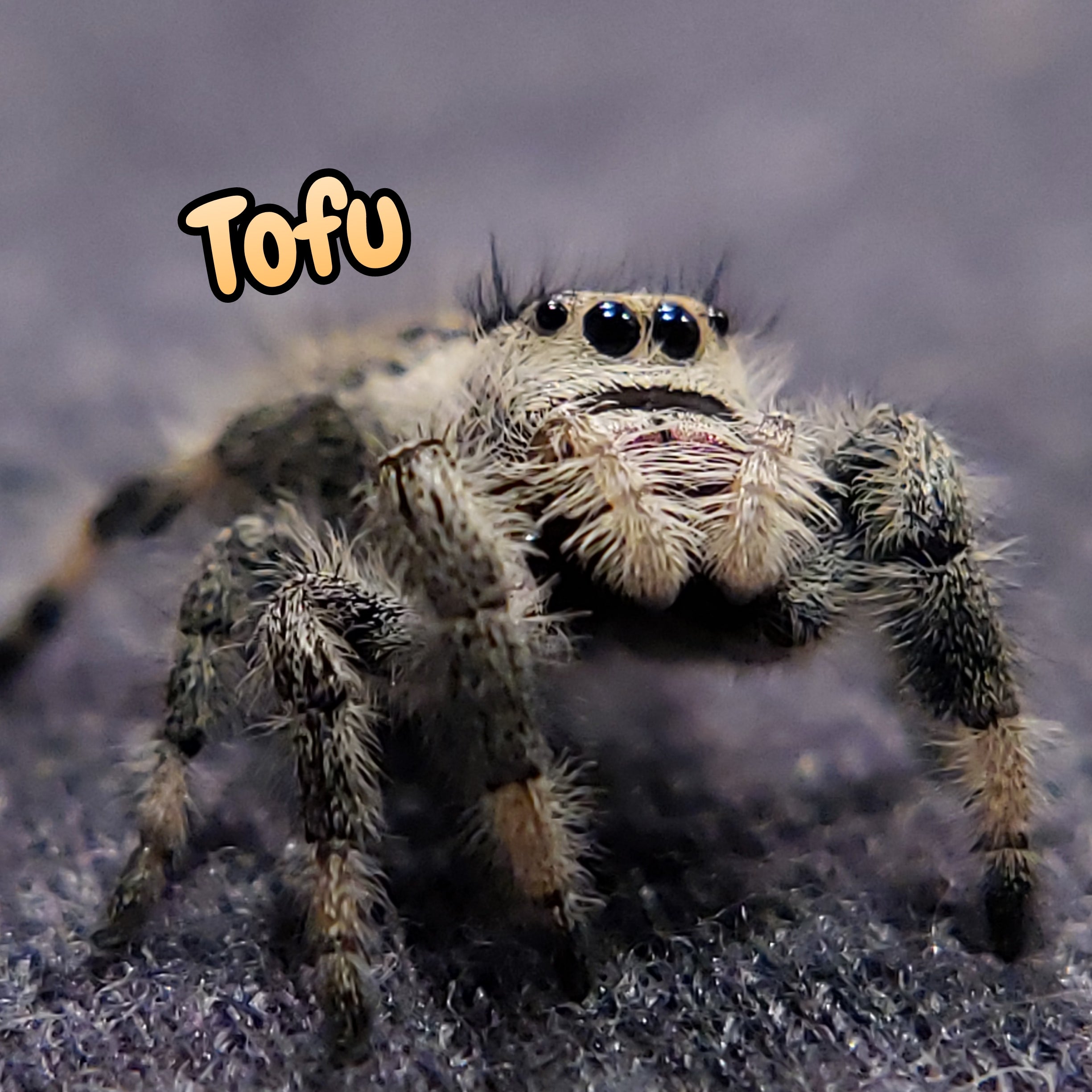 Regal Jumping Spider "Tofu"