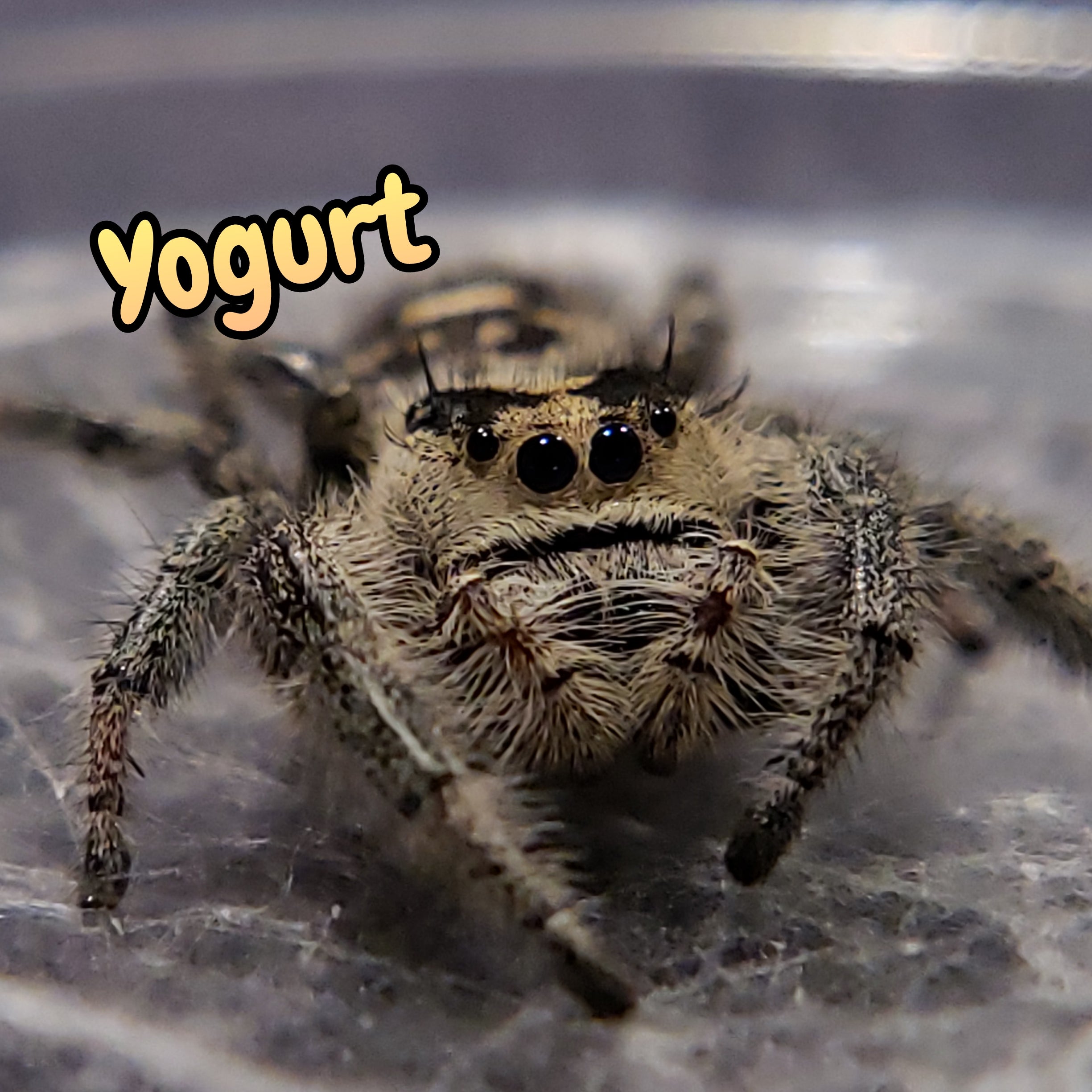 Regal Jumping Spider "Yogurt"