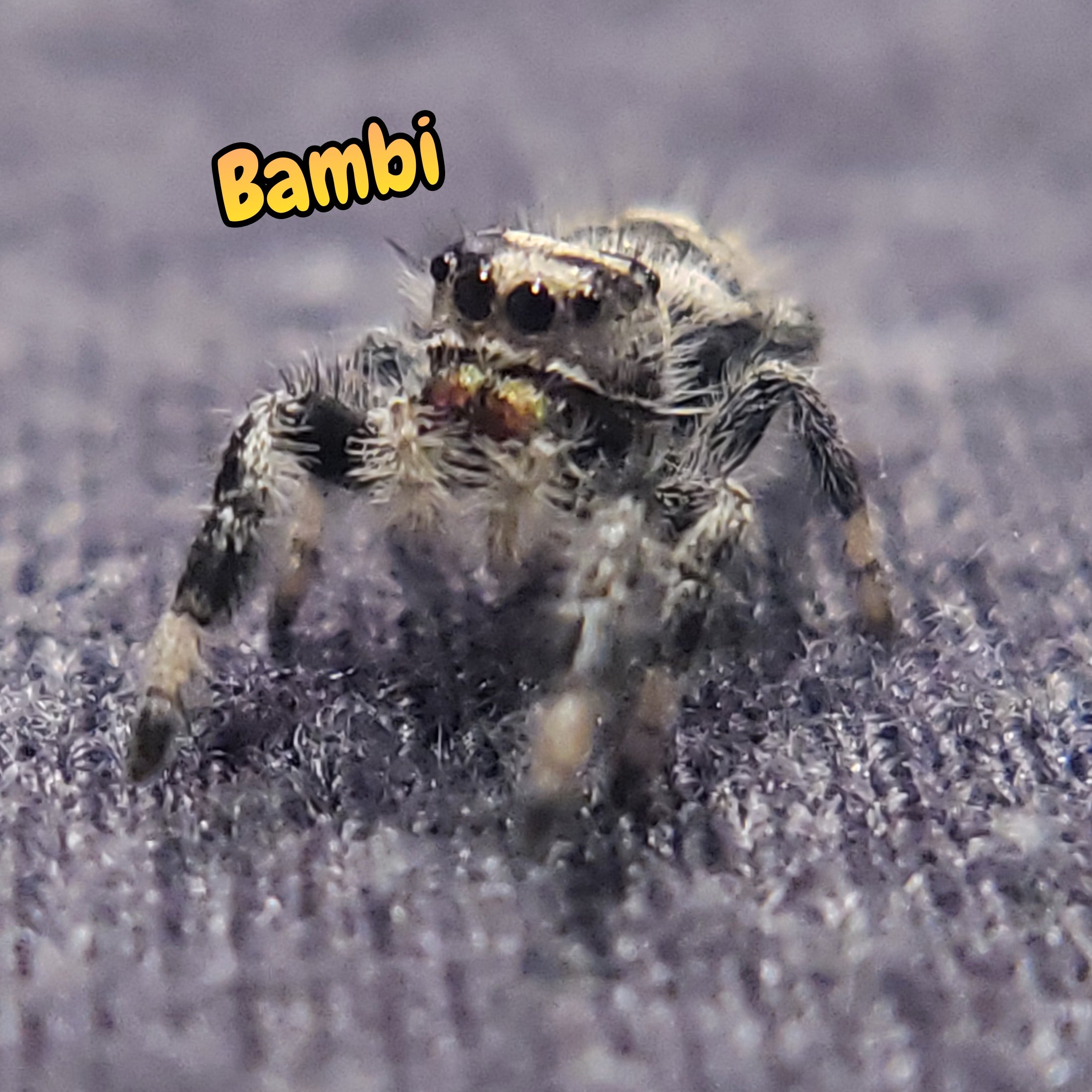 Regal Jumping Spider "Bambi"