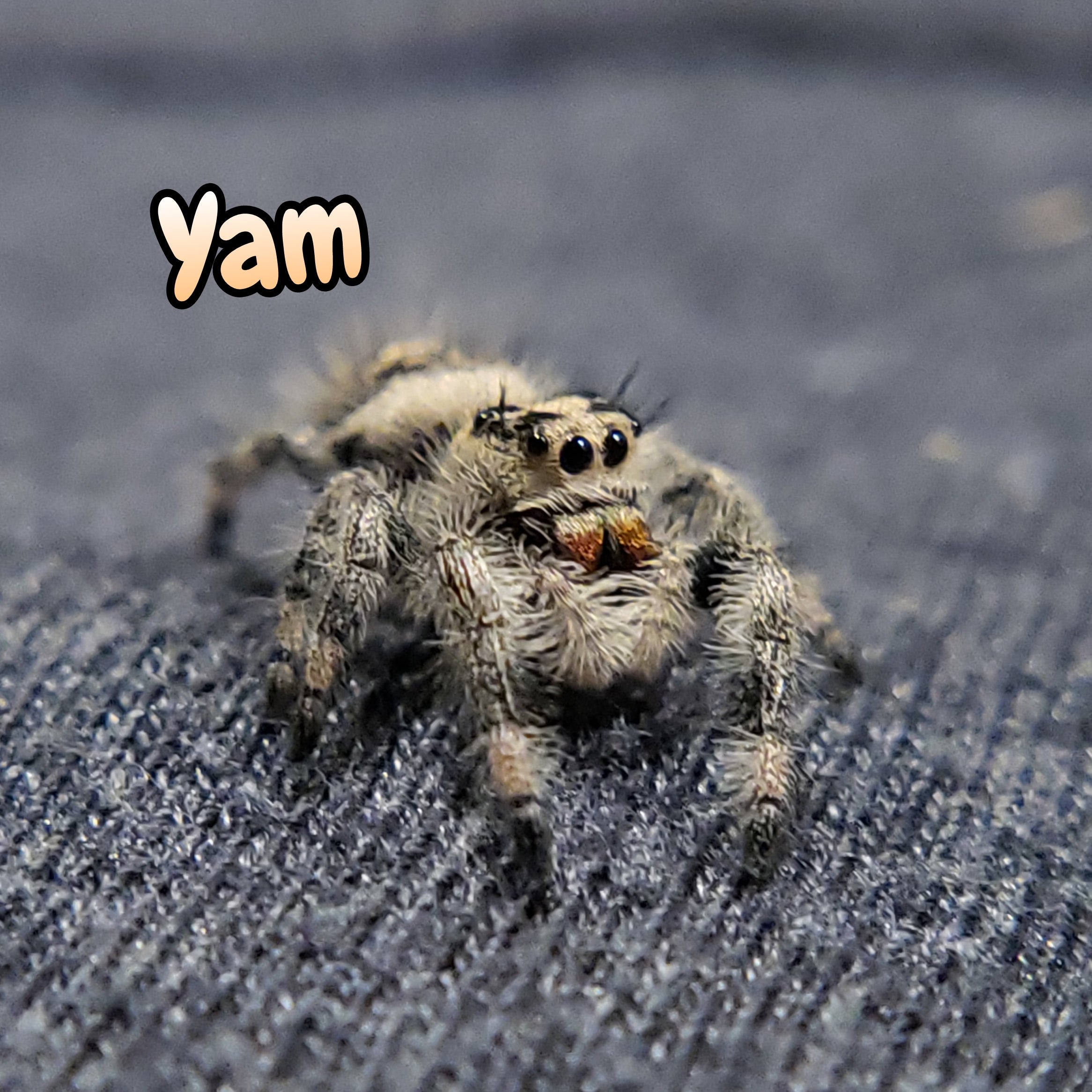 Regal Jumping Spider "Yam"