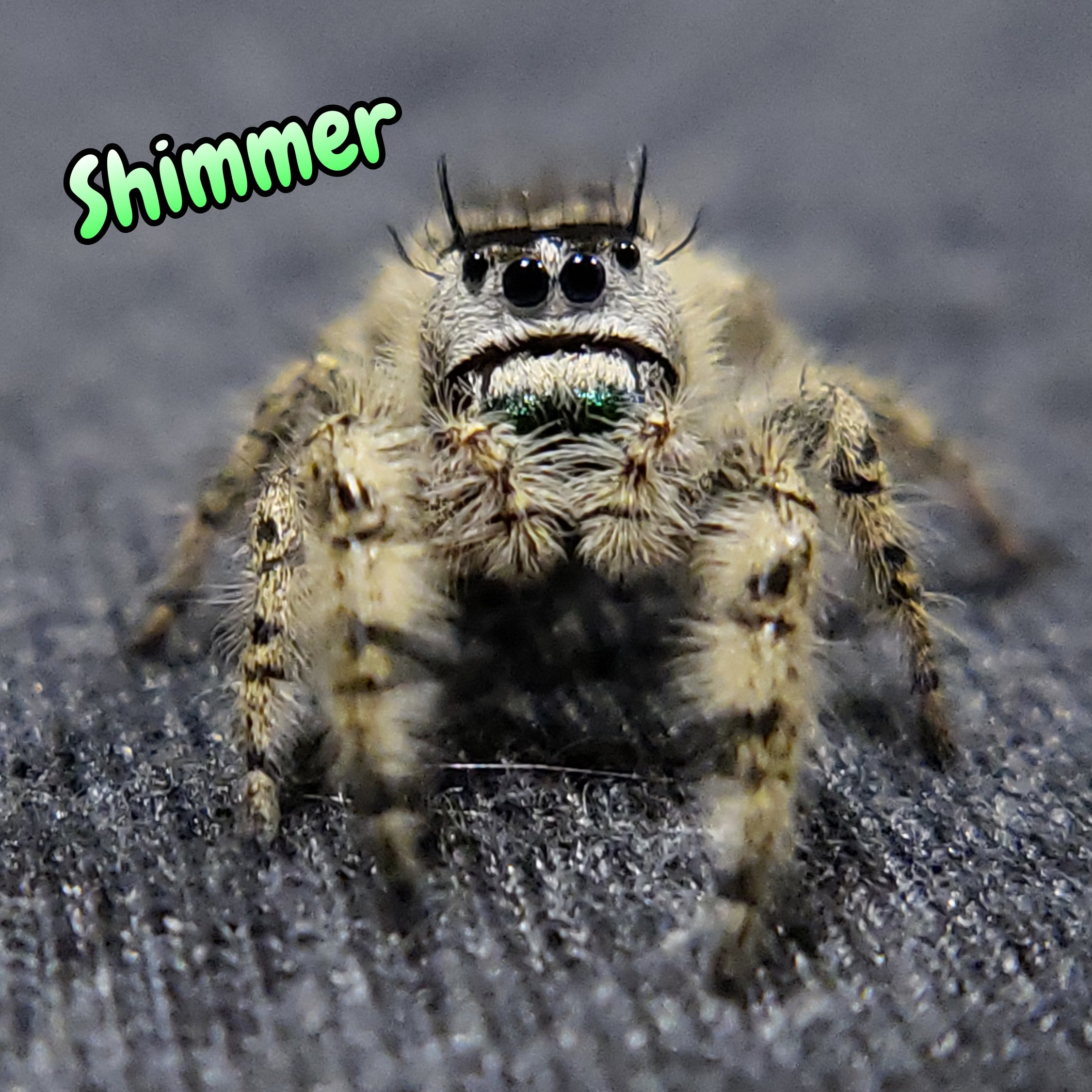 Otiosus Jumping Spider "Shimmer" (High White)