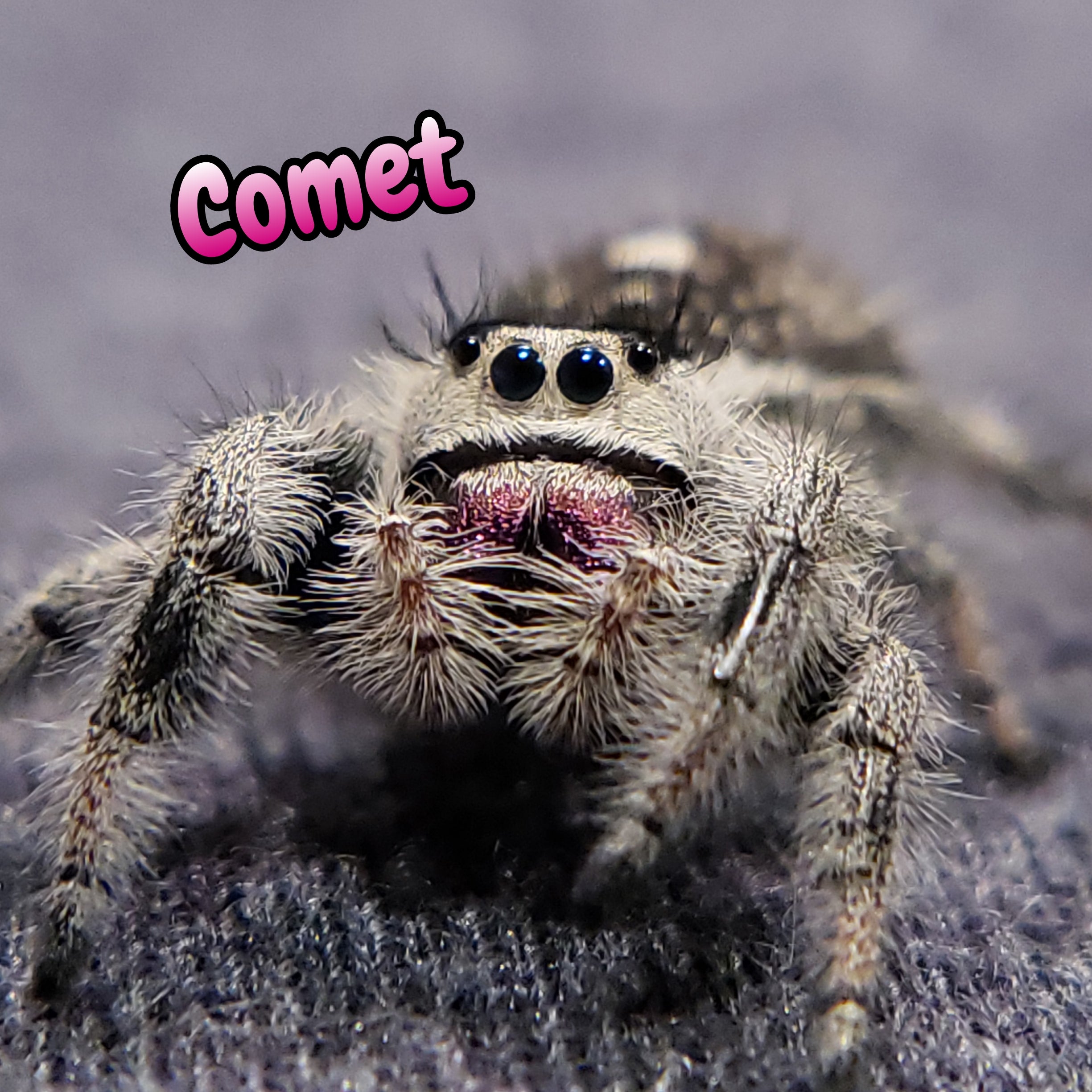 Regal Jumping Spider "Comet"