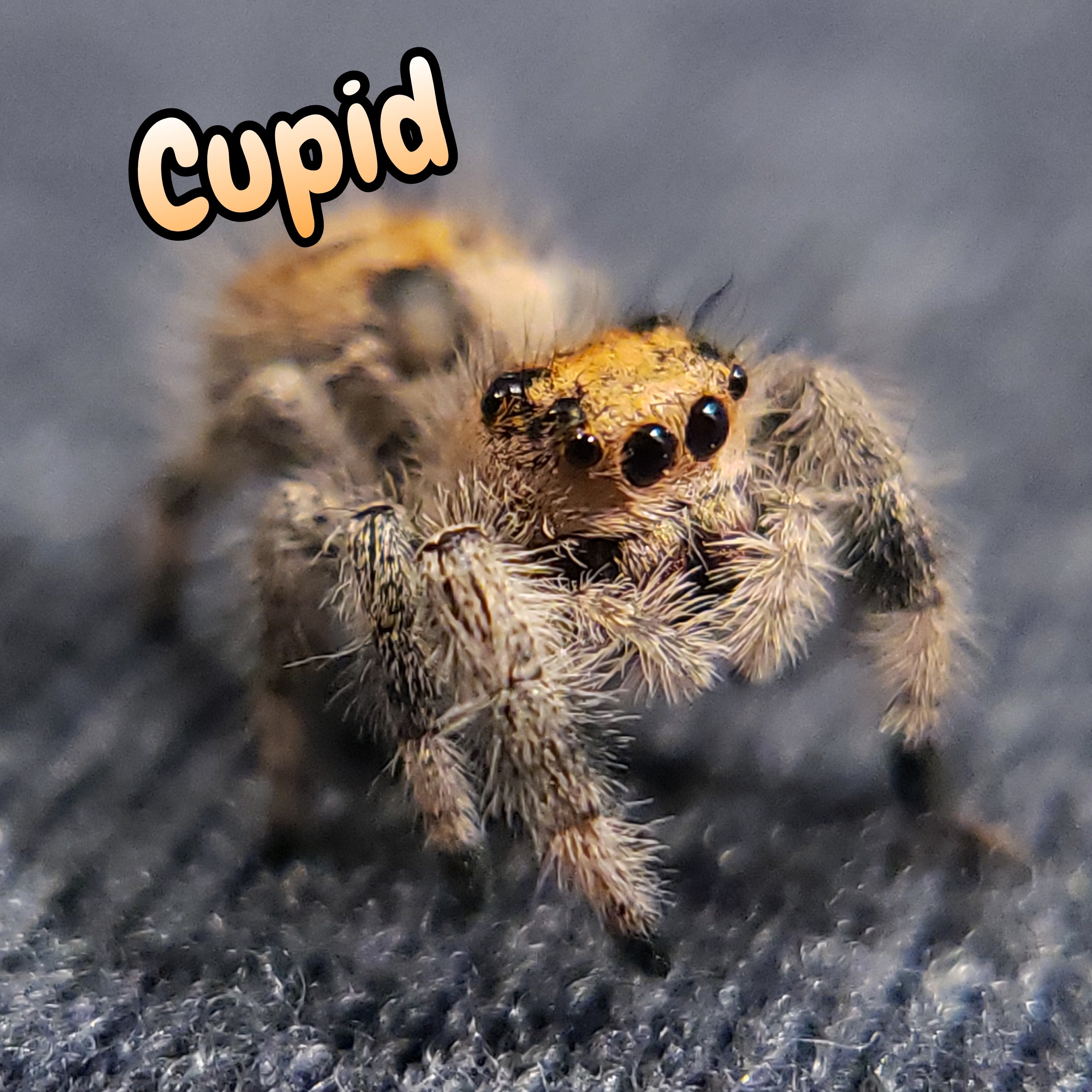 Regal Jumping Spider "Cupid"