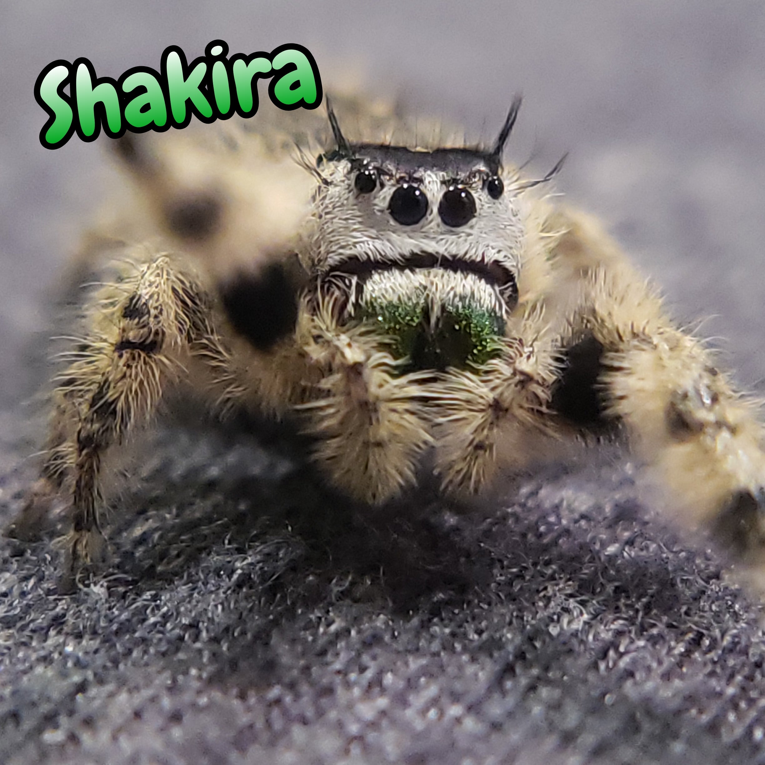 Otiosus, Jumping, Spiders