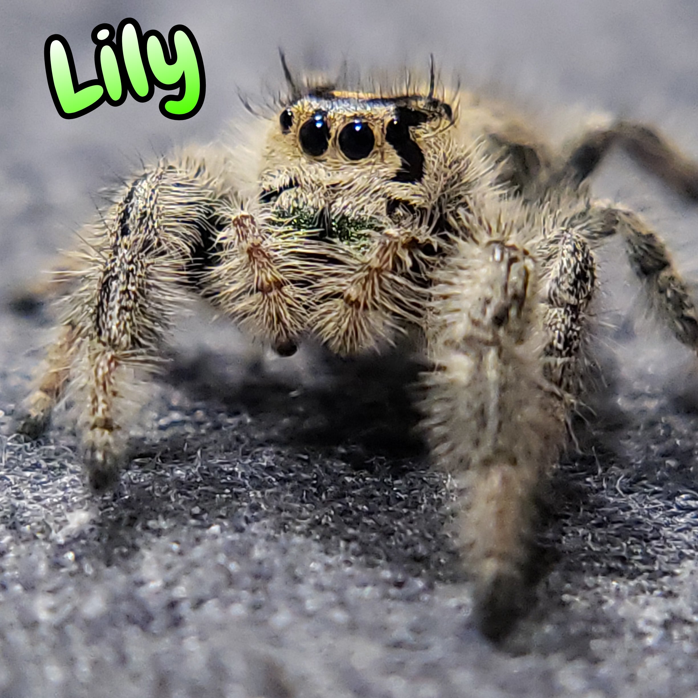 Regal Jumping Spider "Lily"