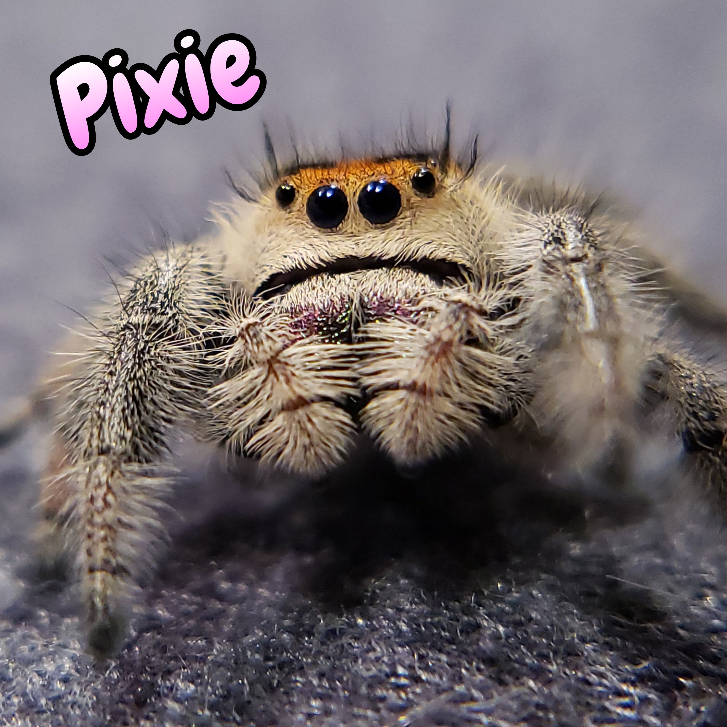 Regal Jumping Spider "Pixie"