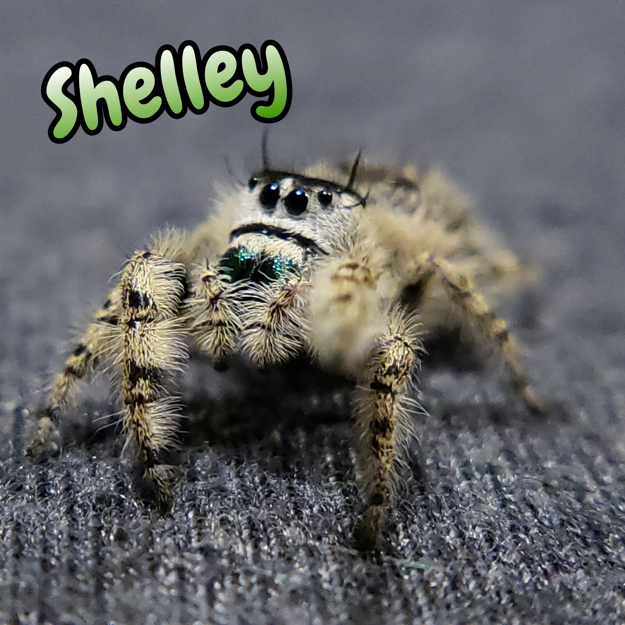 Otiosus Jumping Spider "Shelley" (High White)