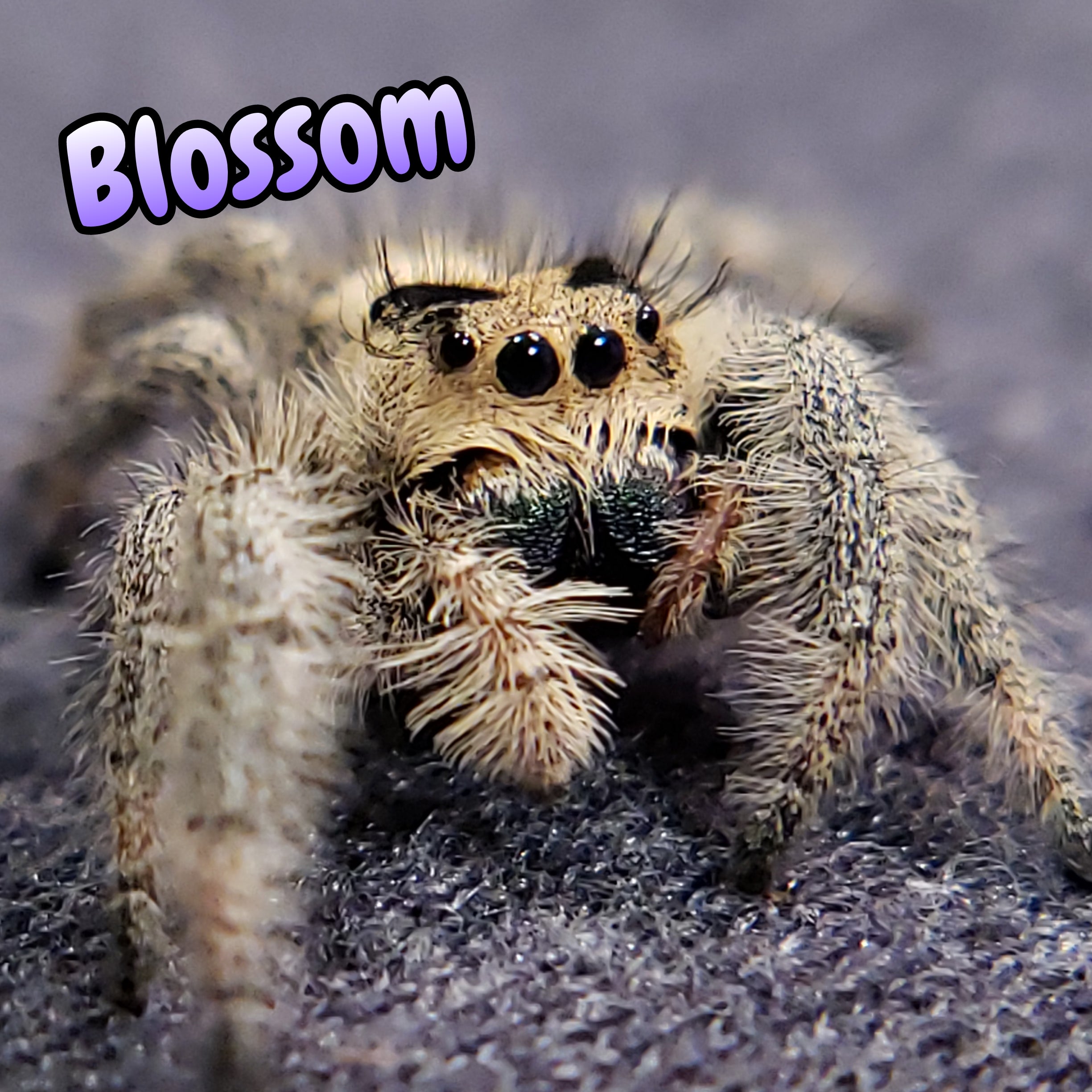 Regal Jumping Spider "Blossom"