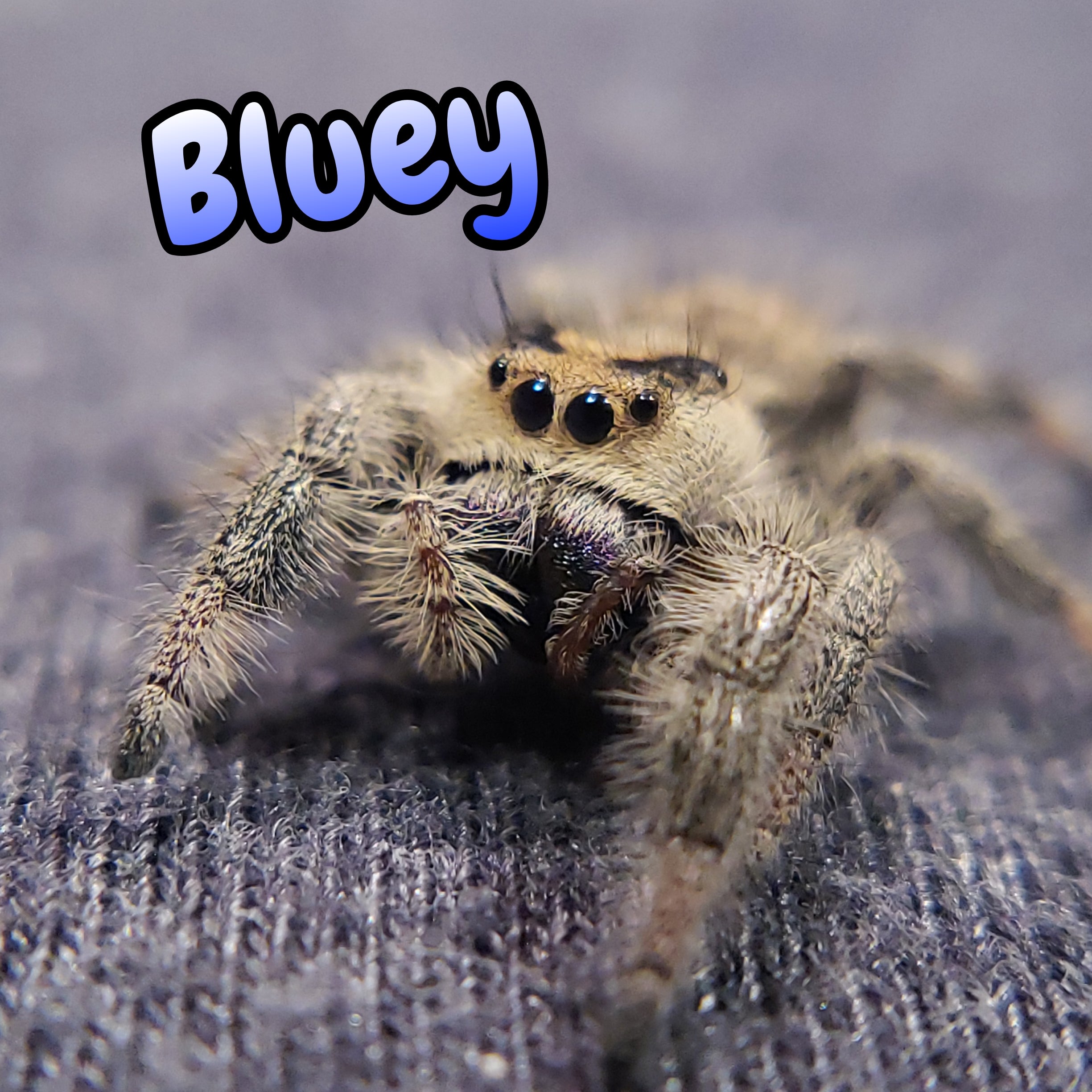 Regal Jumping Spider "Bluey"