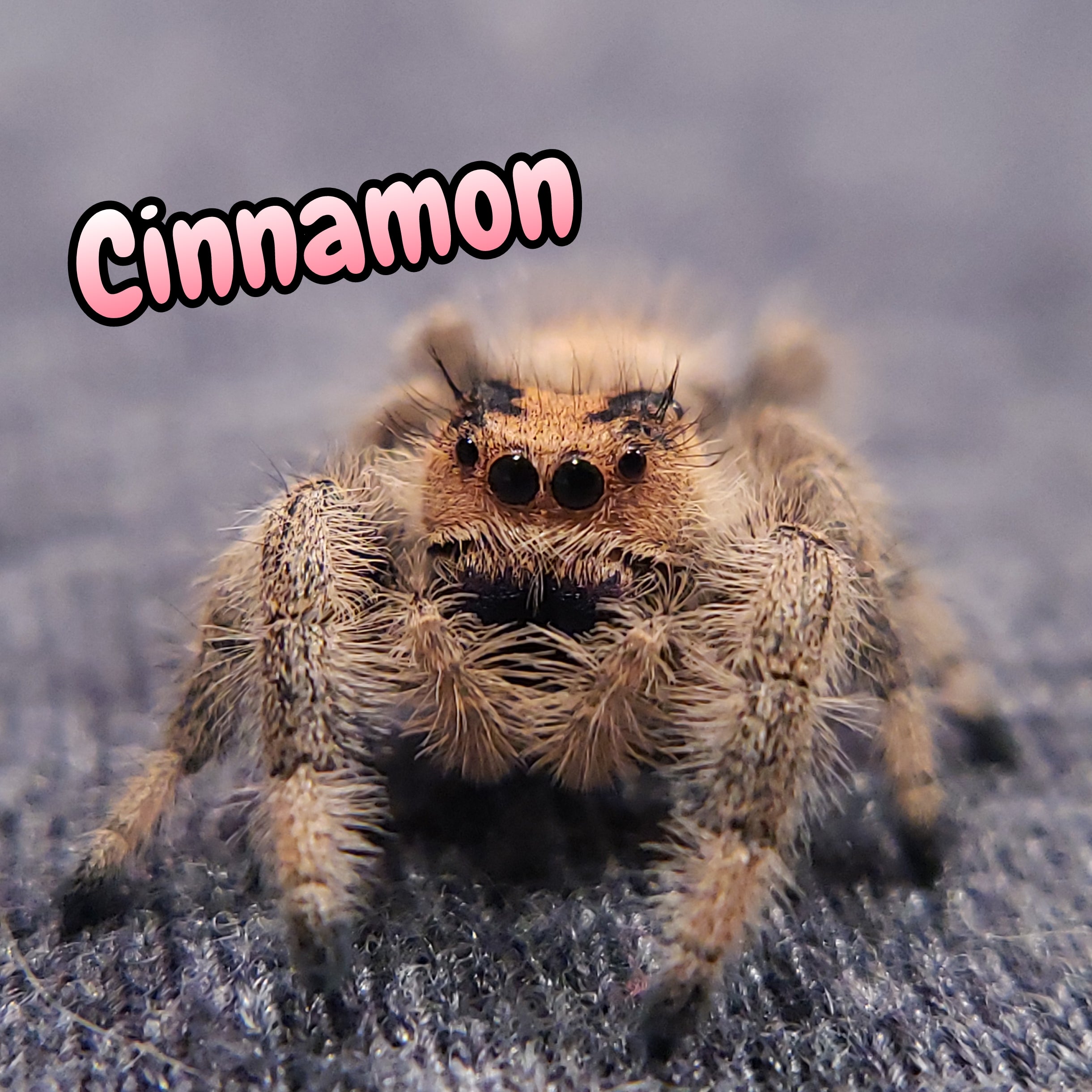 Regal Jumping Spider "Cinnamon"