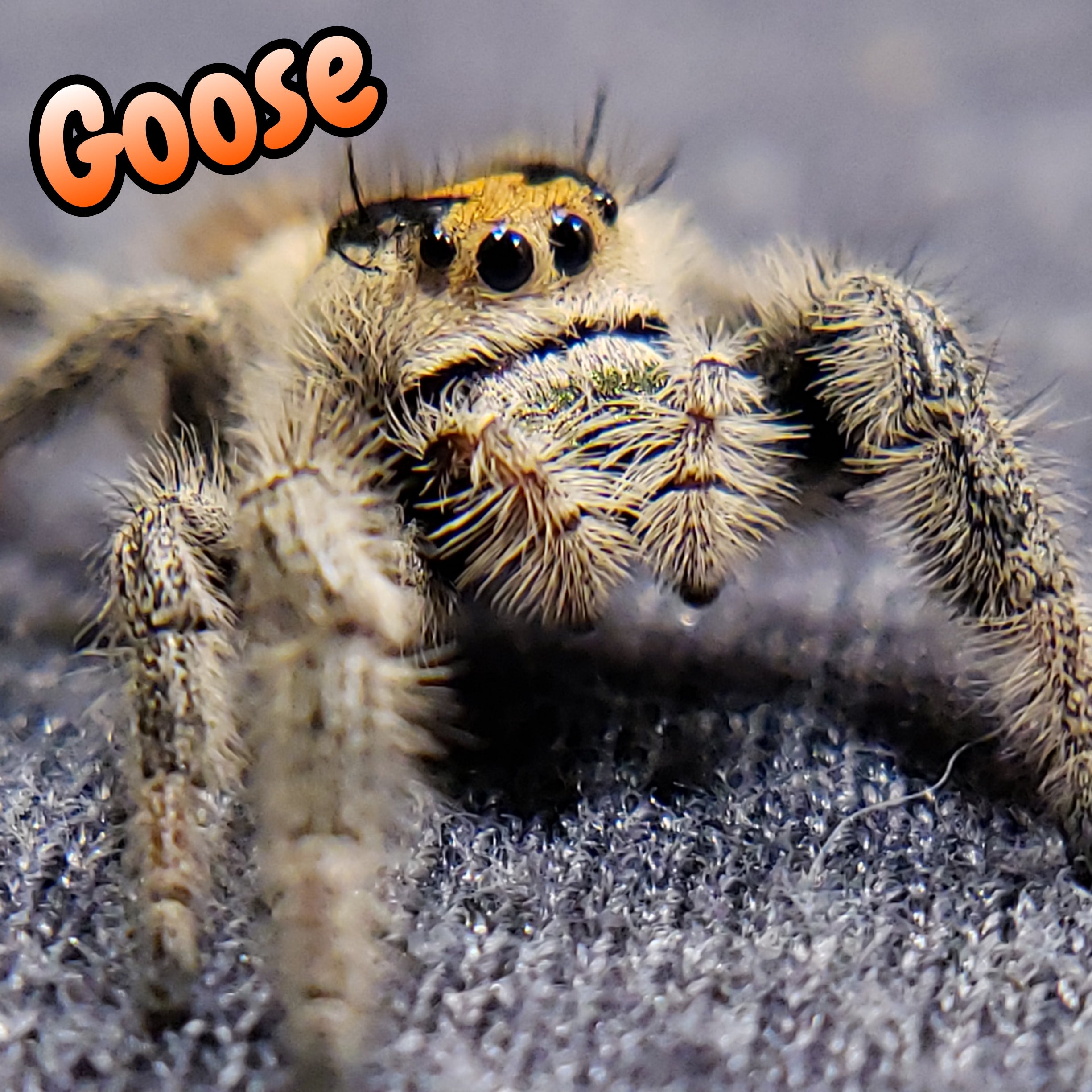 Regal Jumping Spider "Goose"