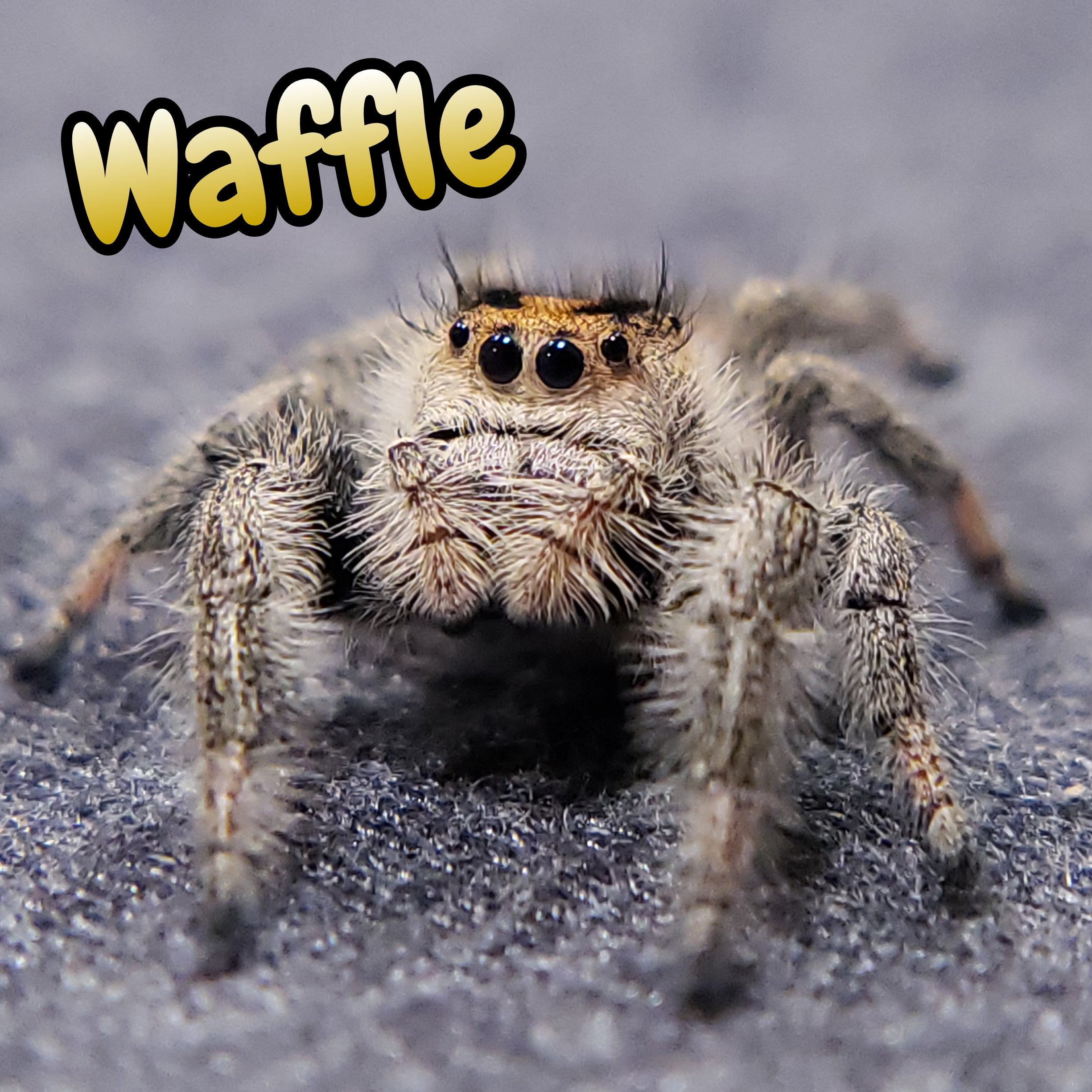 Regal Jumping Spider "Waffle"