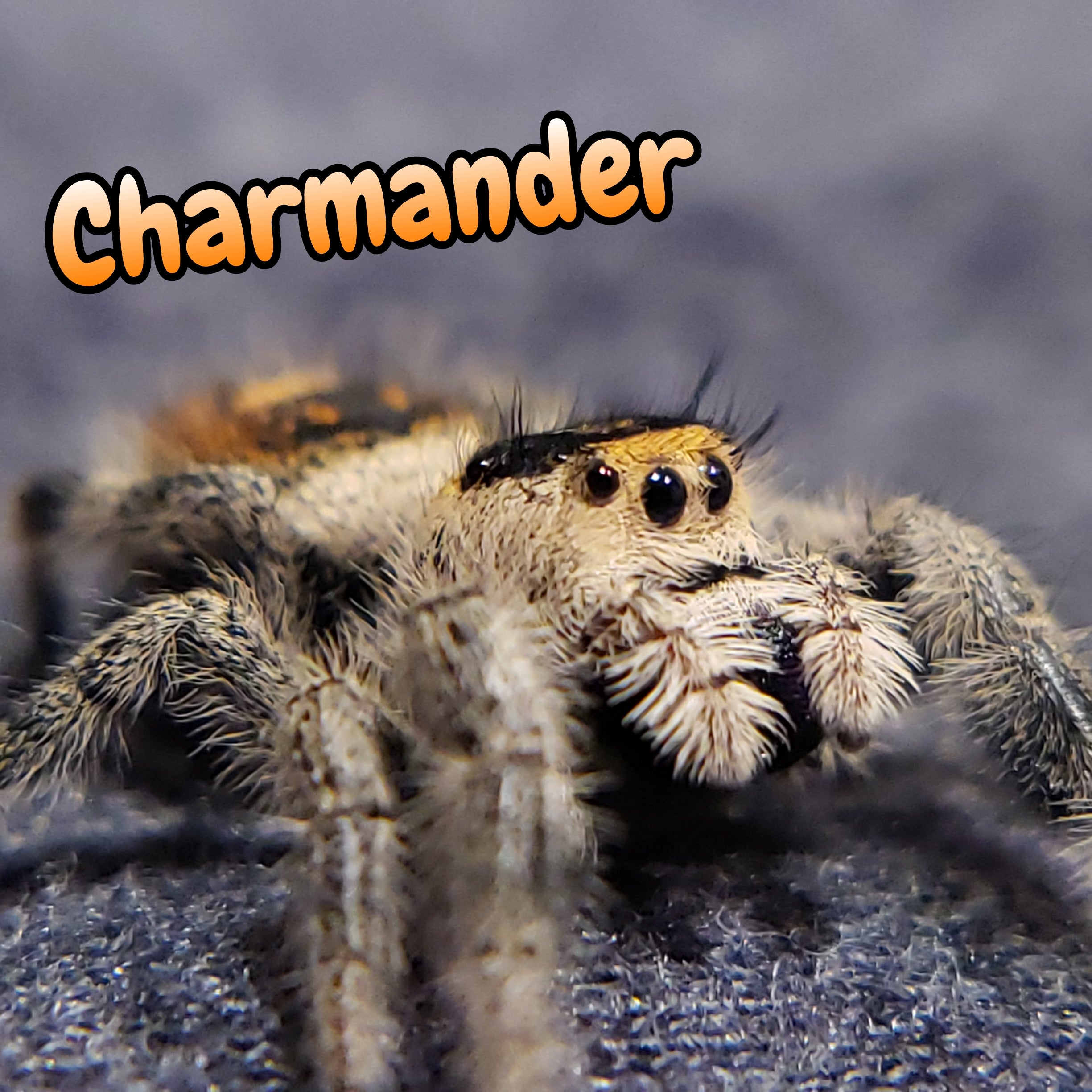 Regal Jumping Spider "Charmander"