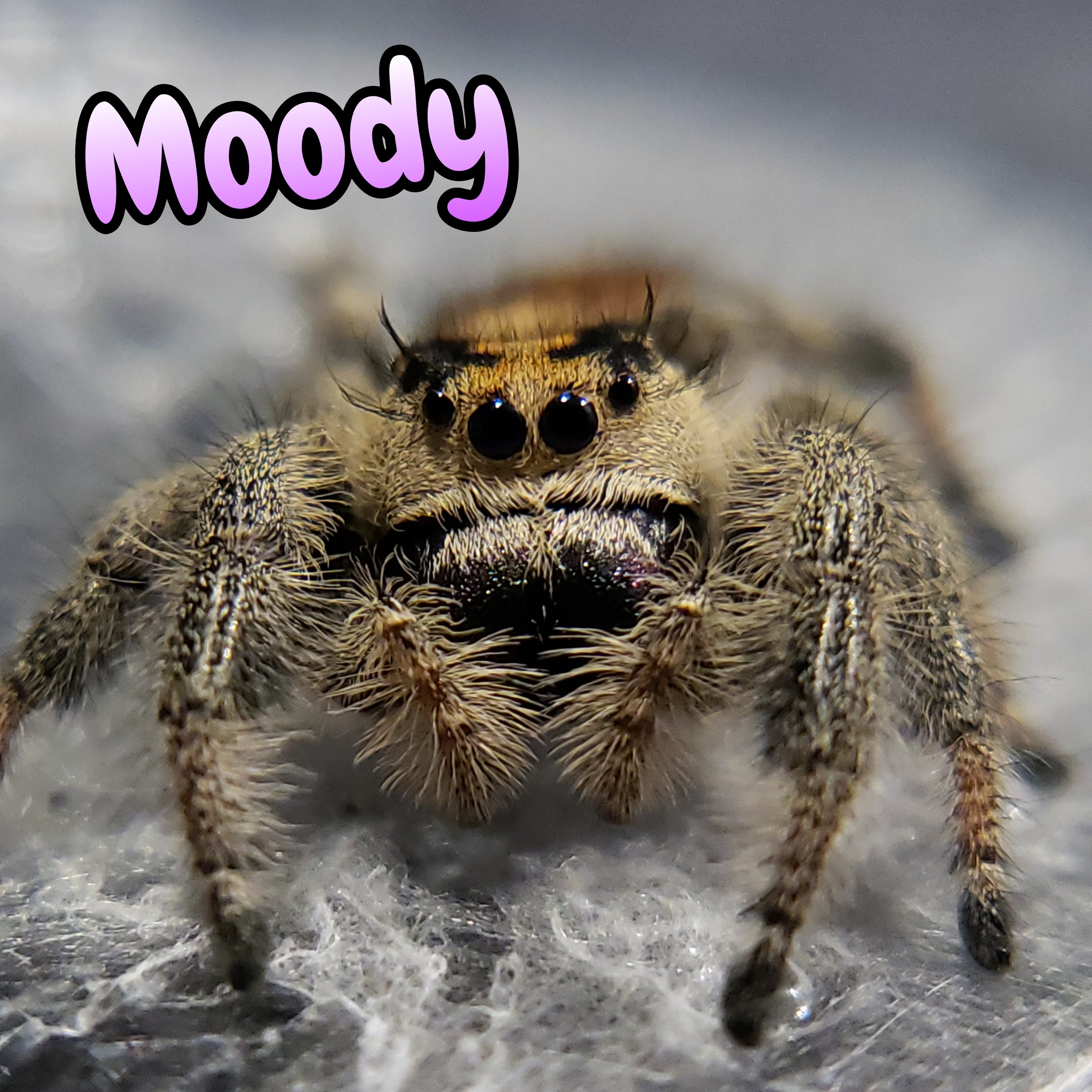 Regal Jumping Spider "Moody"