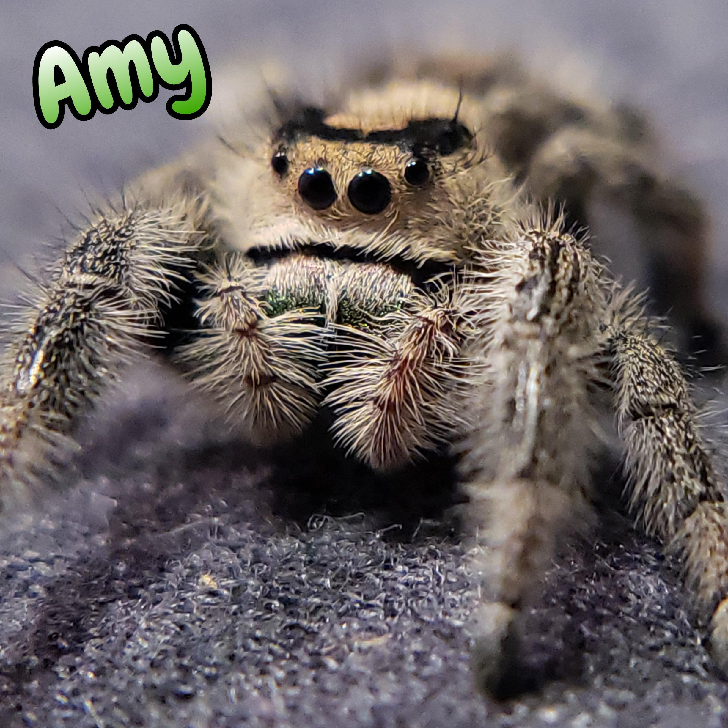 Regal Jumping Spider "Biscuit"